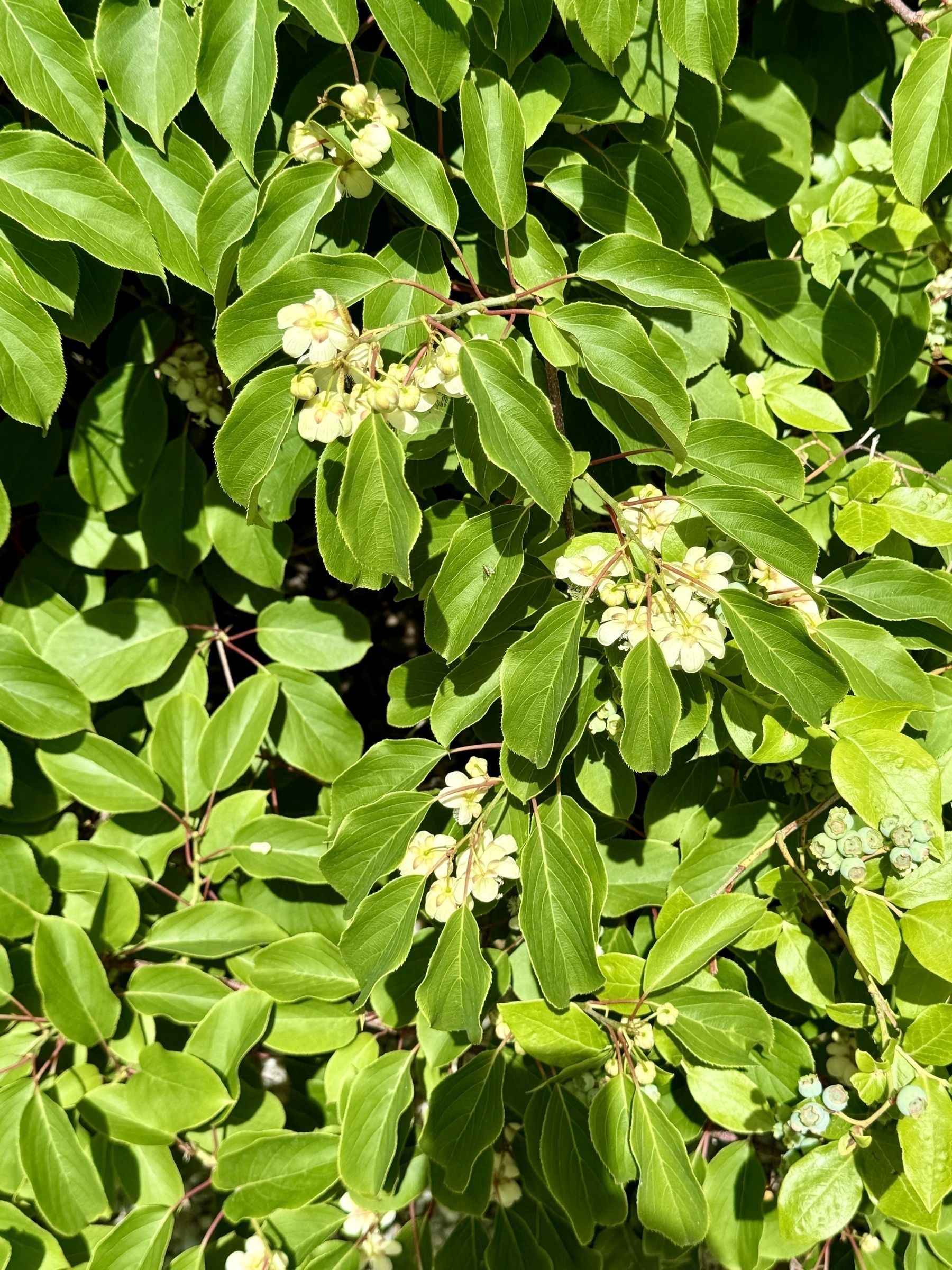 Kiwi bushes with blossoms 