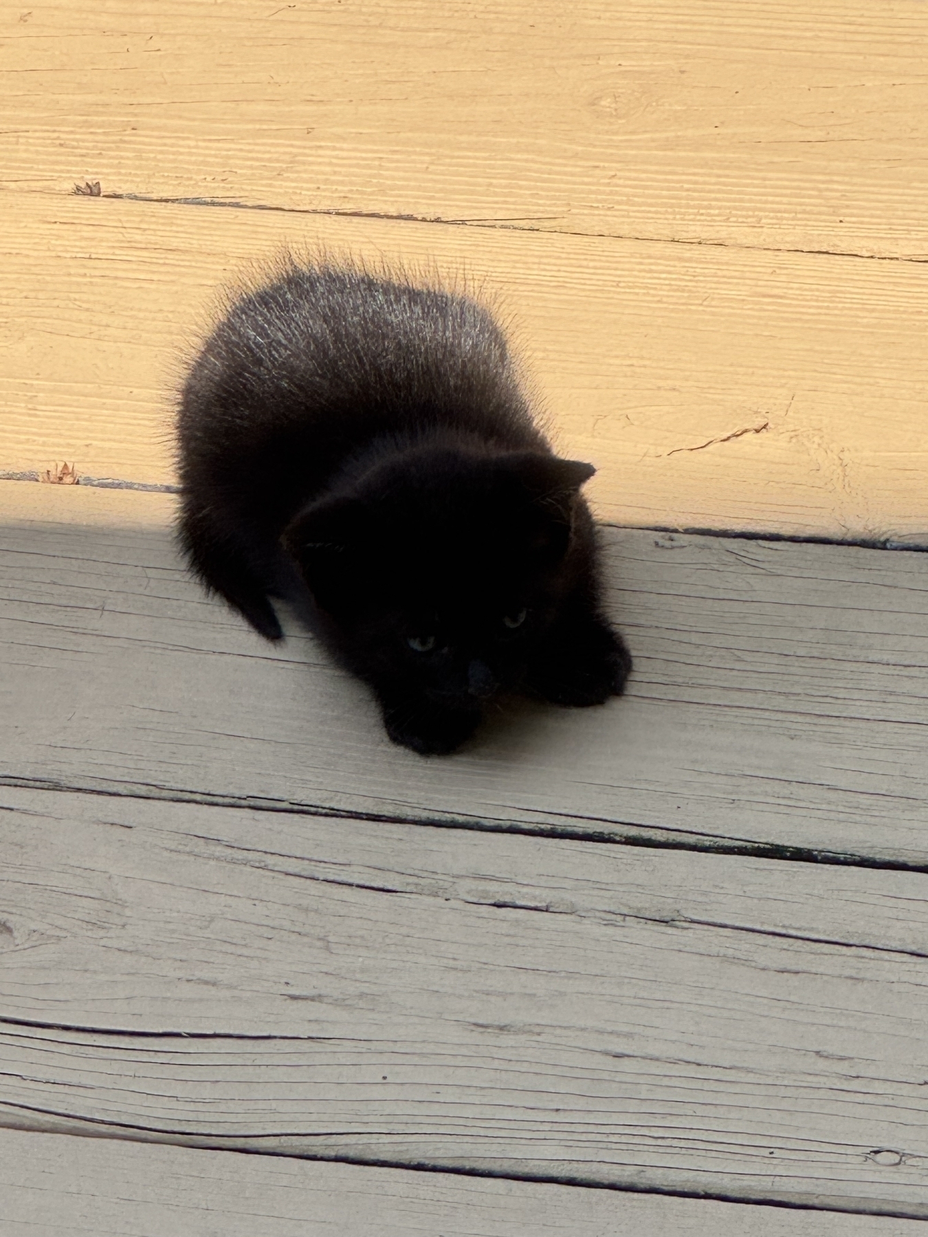 Bombay kitten. 