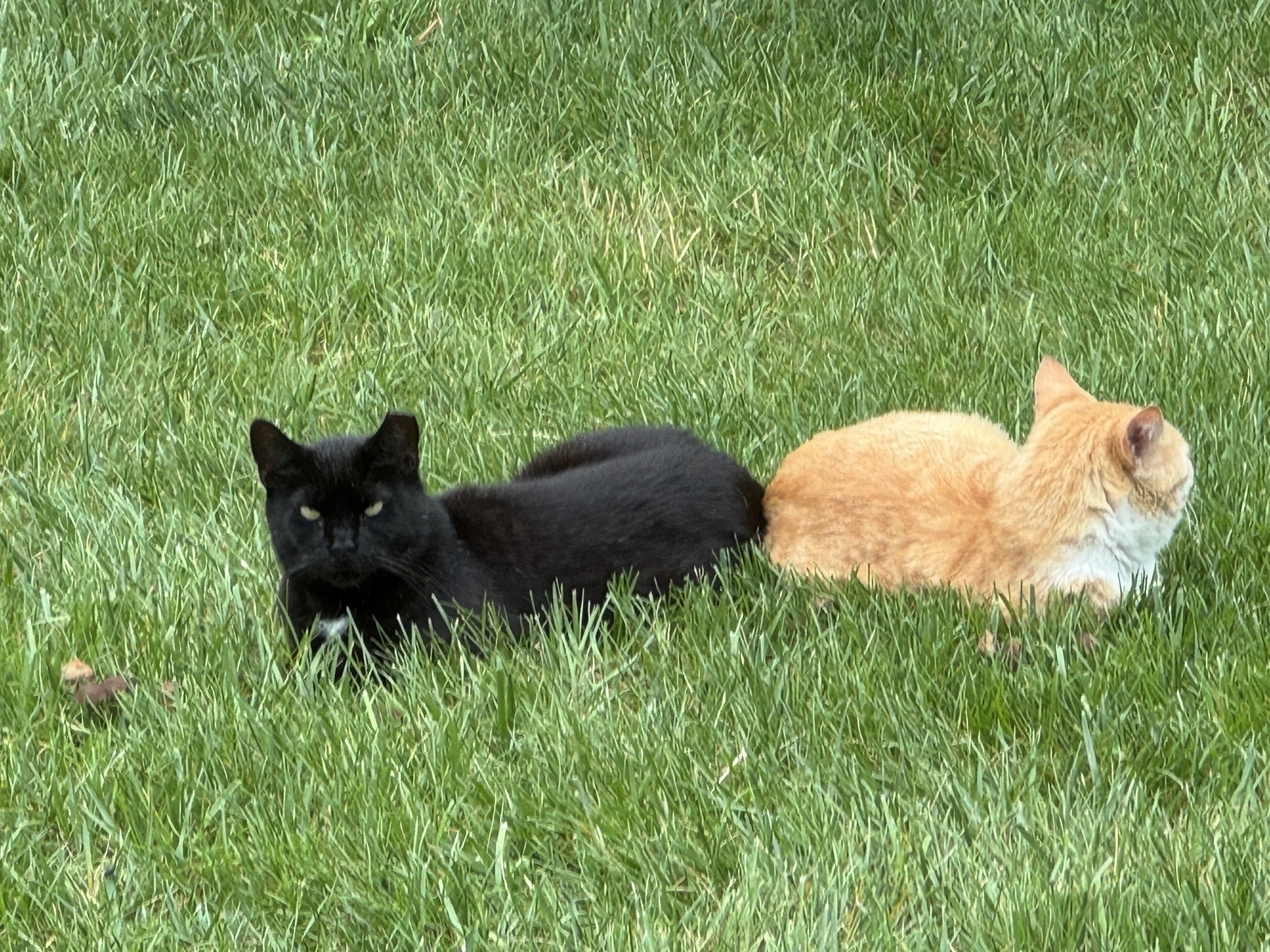 Two cats on grass