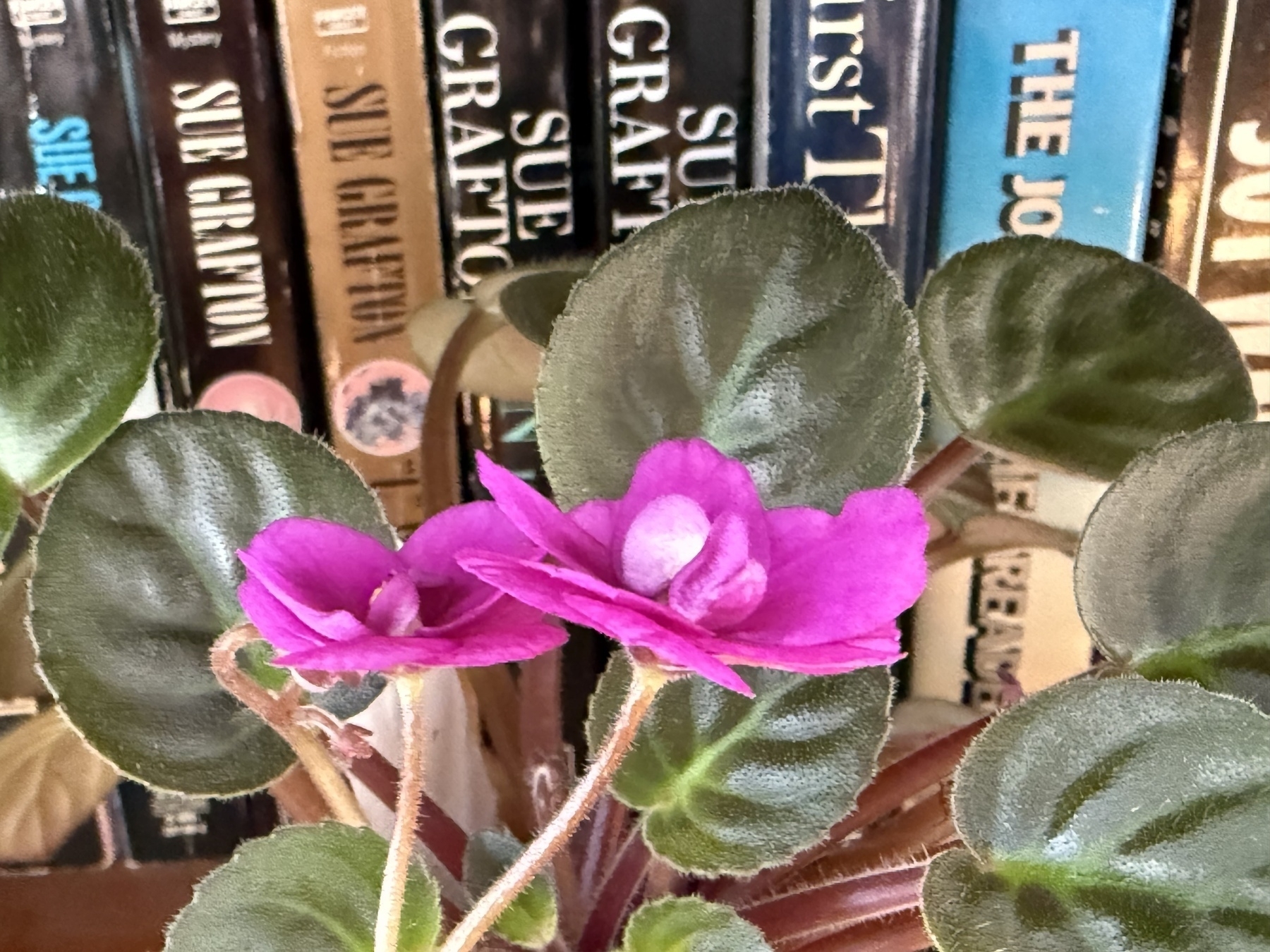 Books and African Violets 