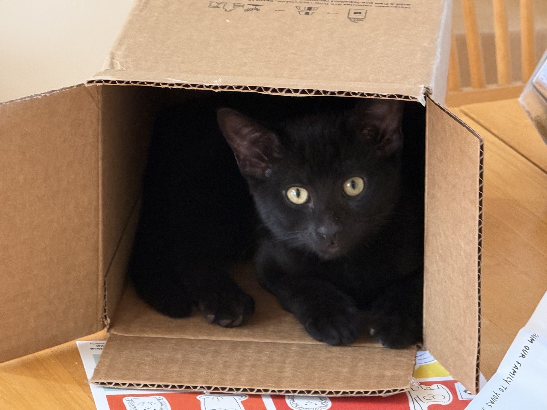 Kitten in a box 