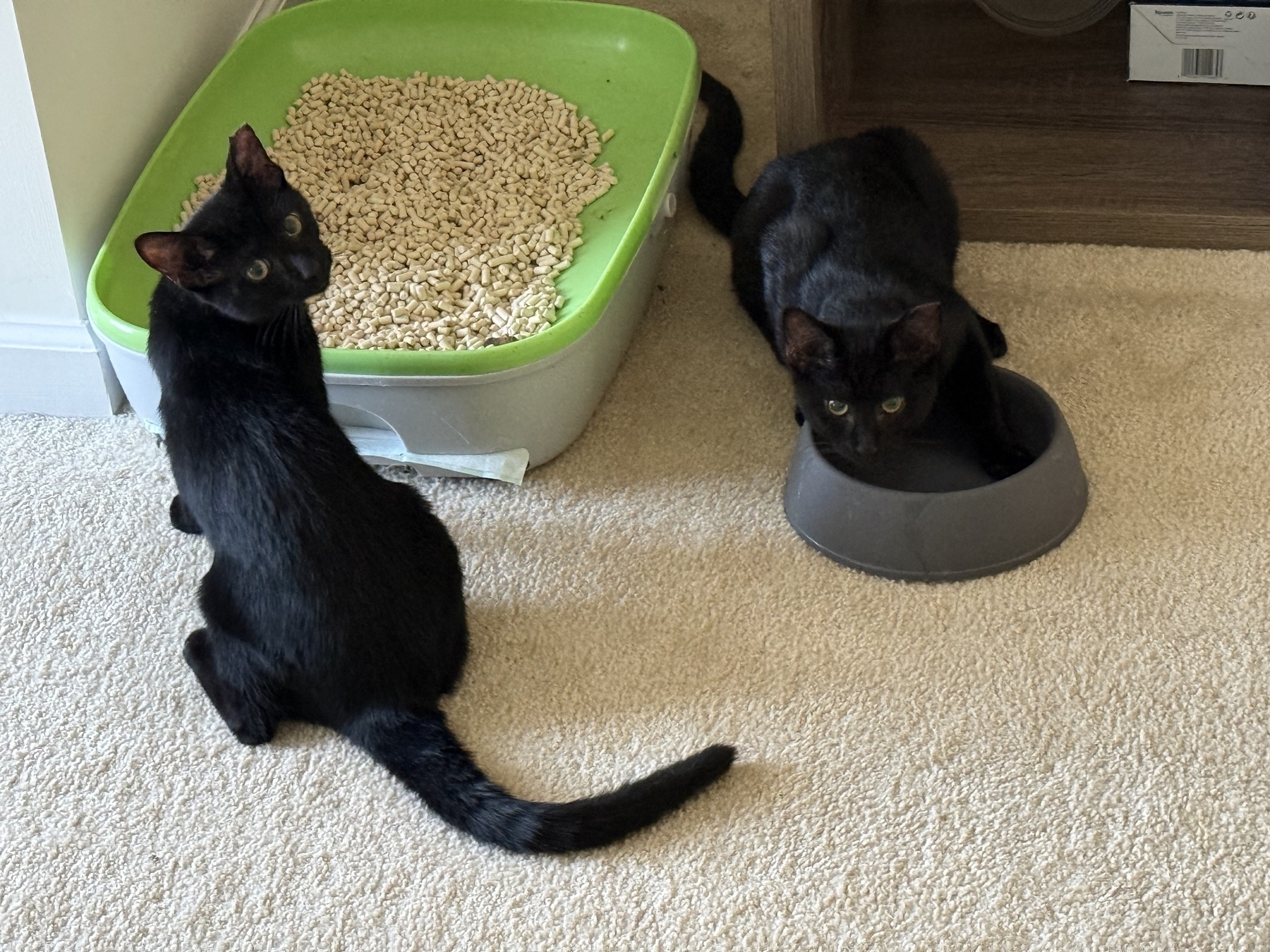 Kittens 