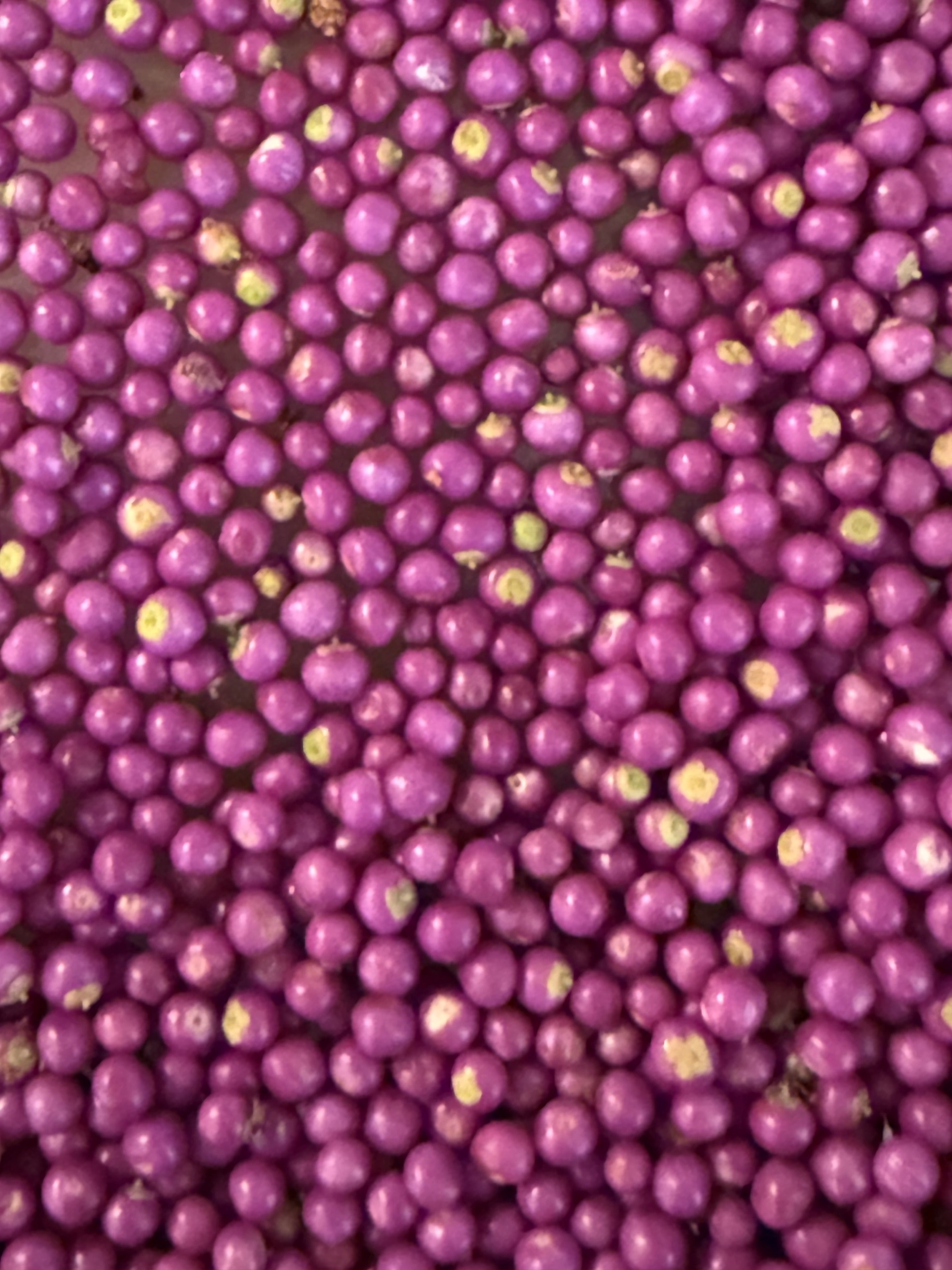Beautyberries 