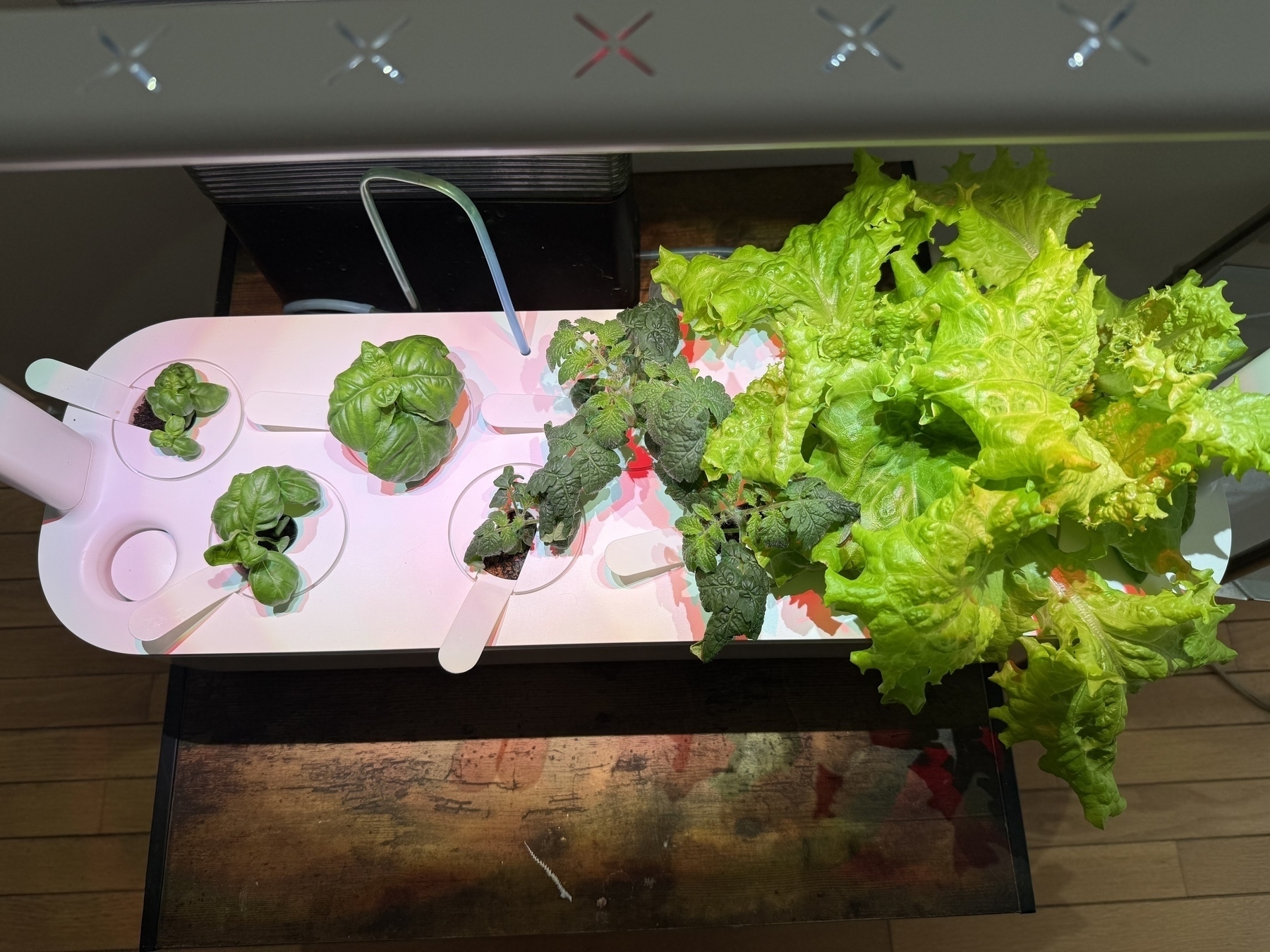 Hydroponic garden. 