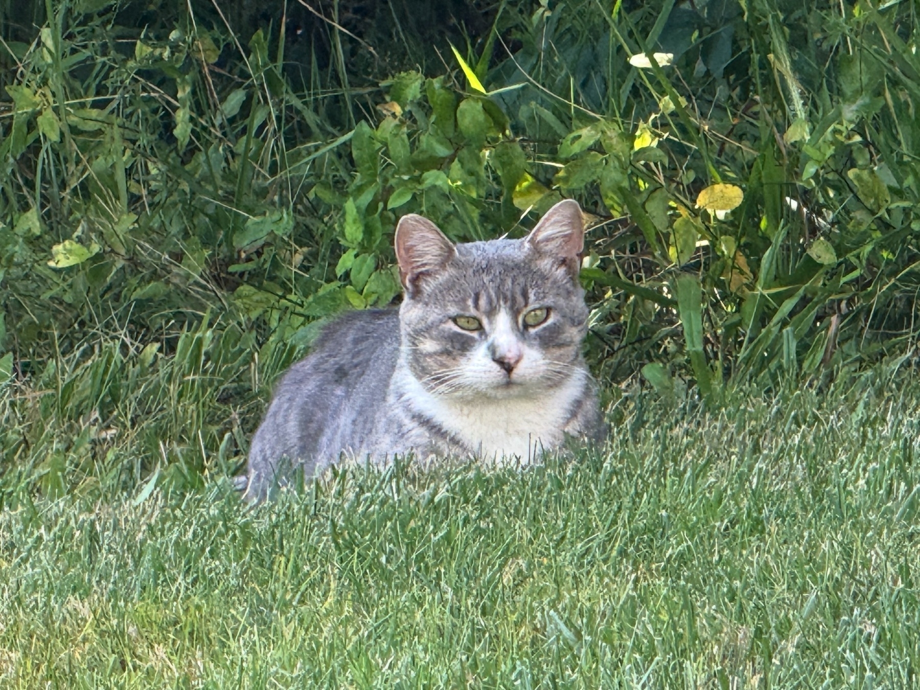 Feral cat