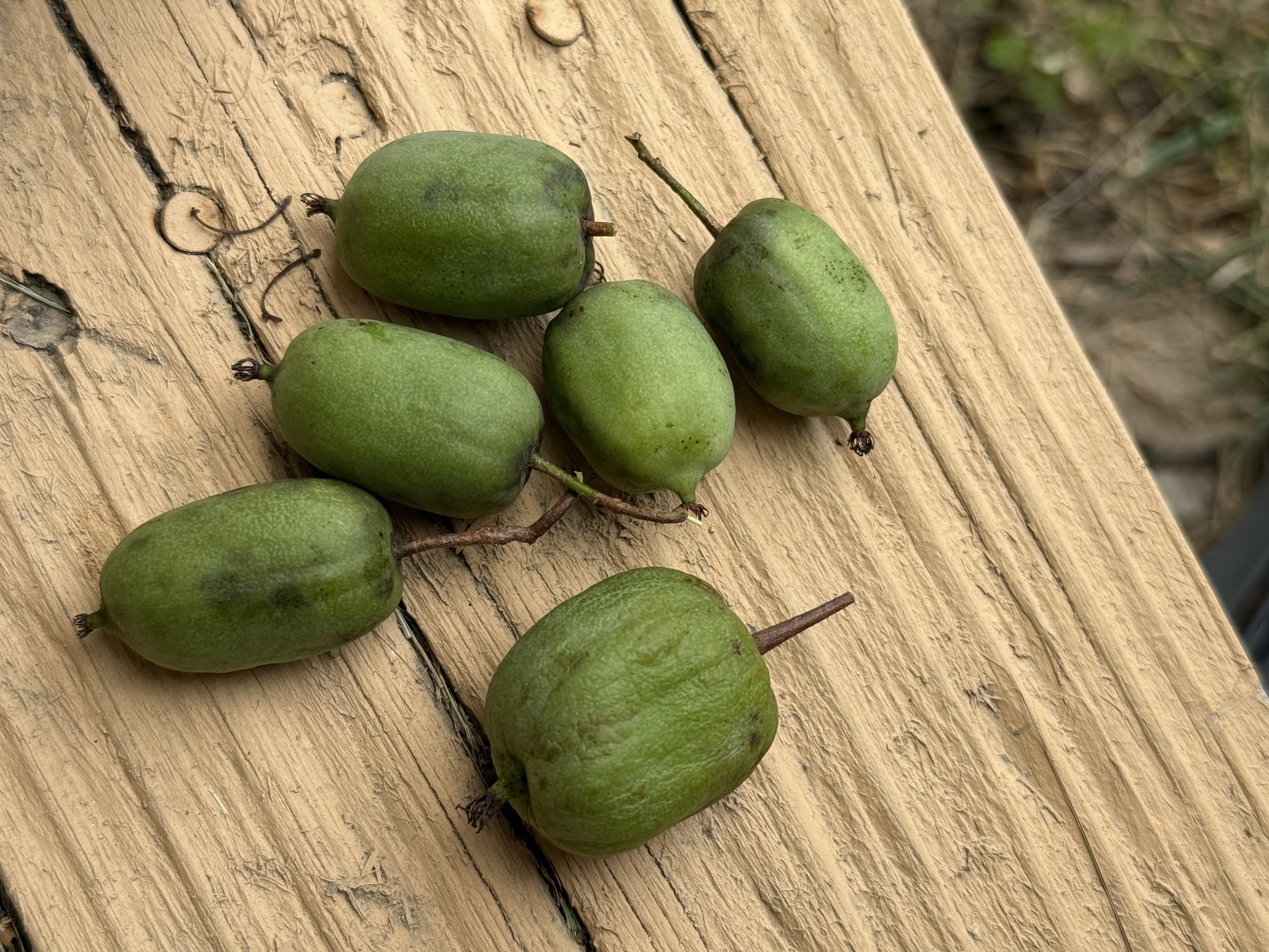 Kiwi berries