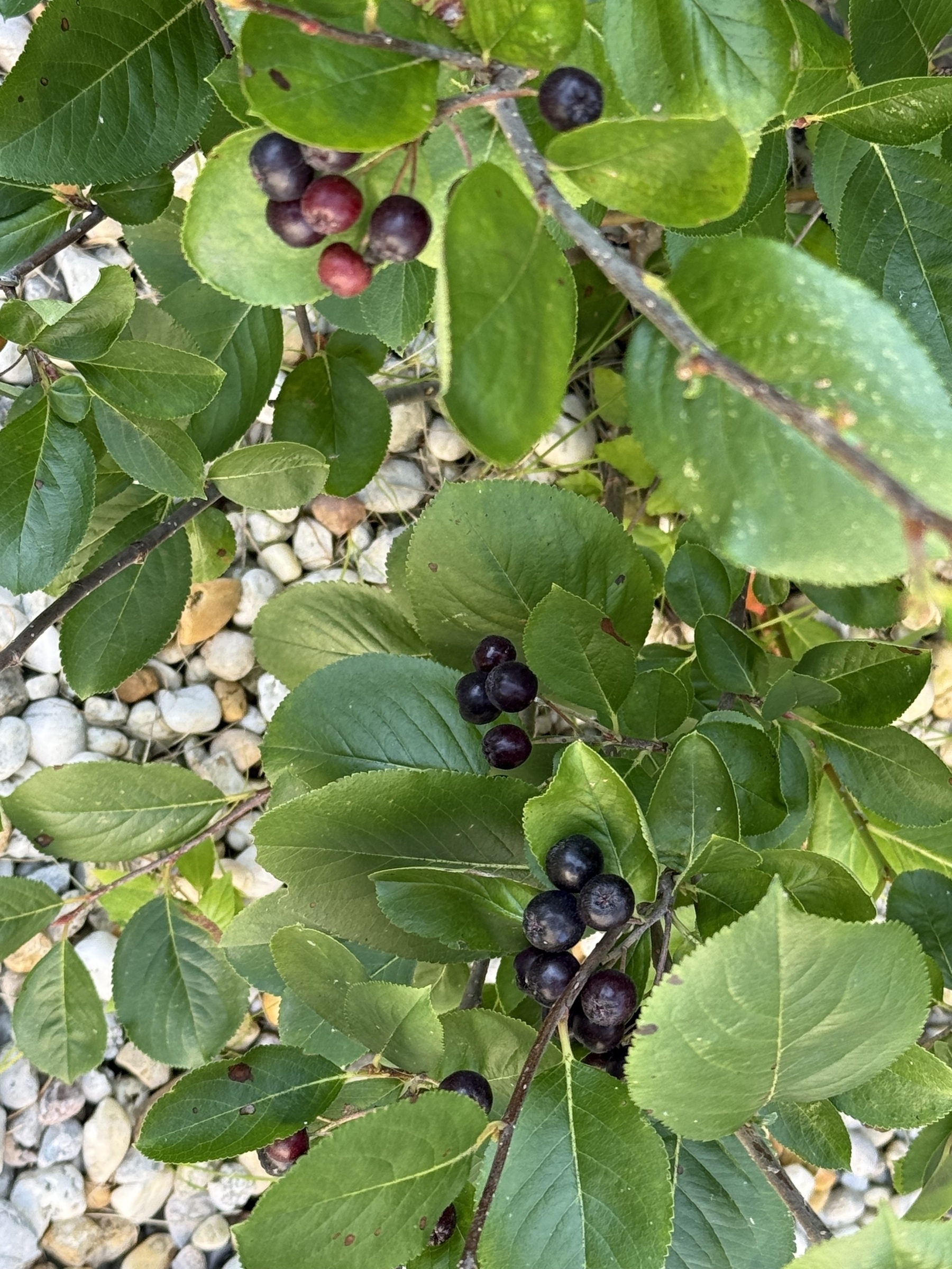 Berries on bush