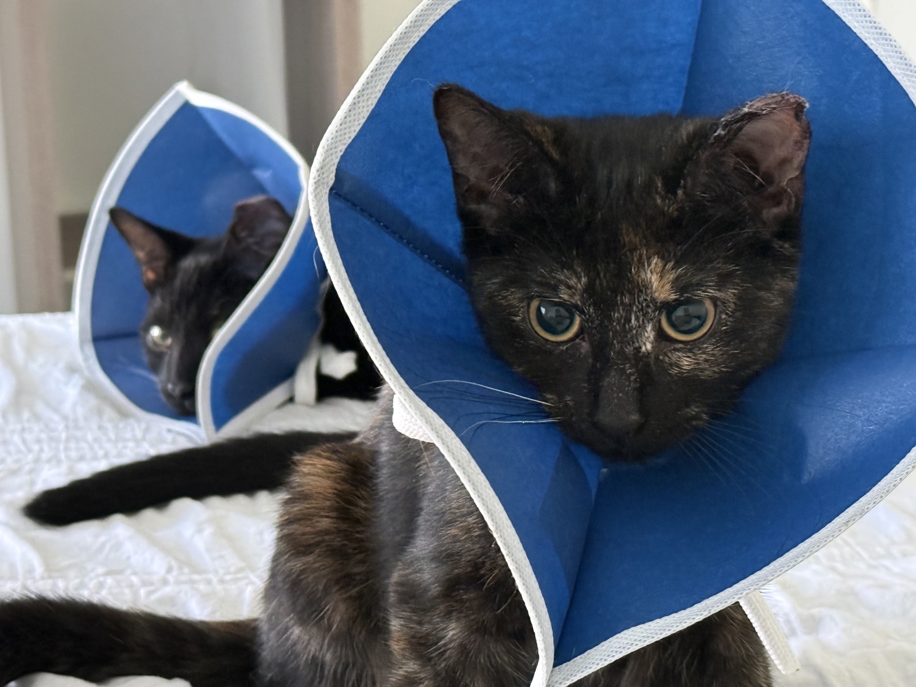 Kittens 