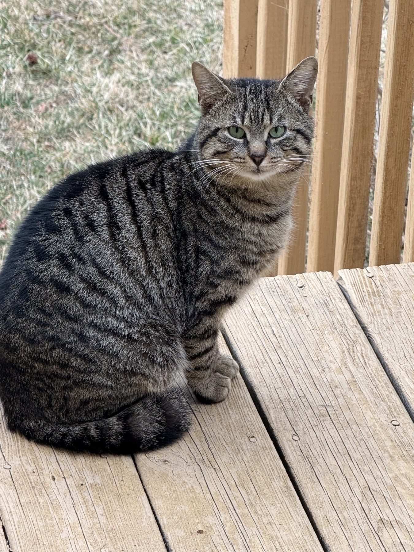 Black/gray tabby. 