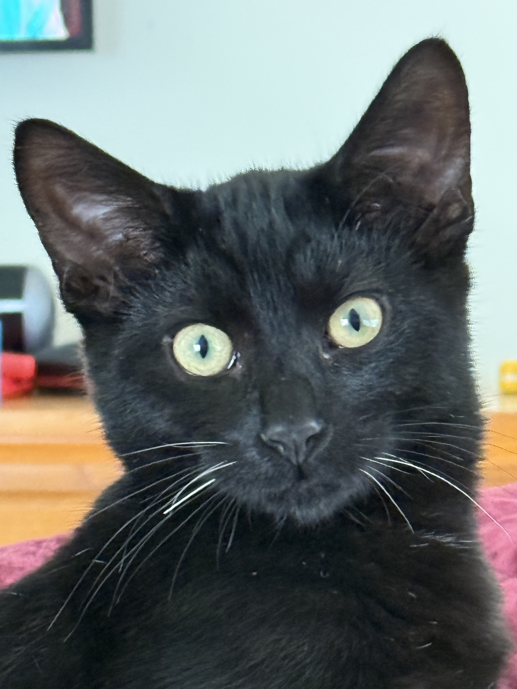 Bombay kitten 