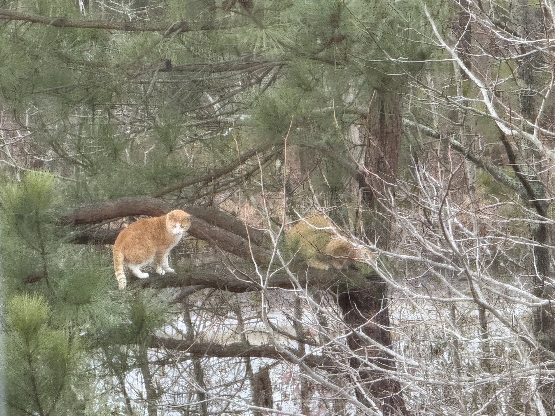 Cats in a tree 