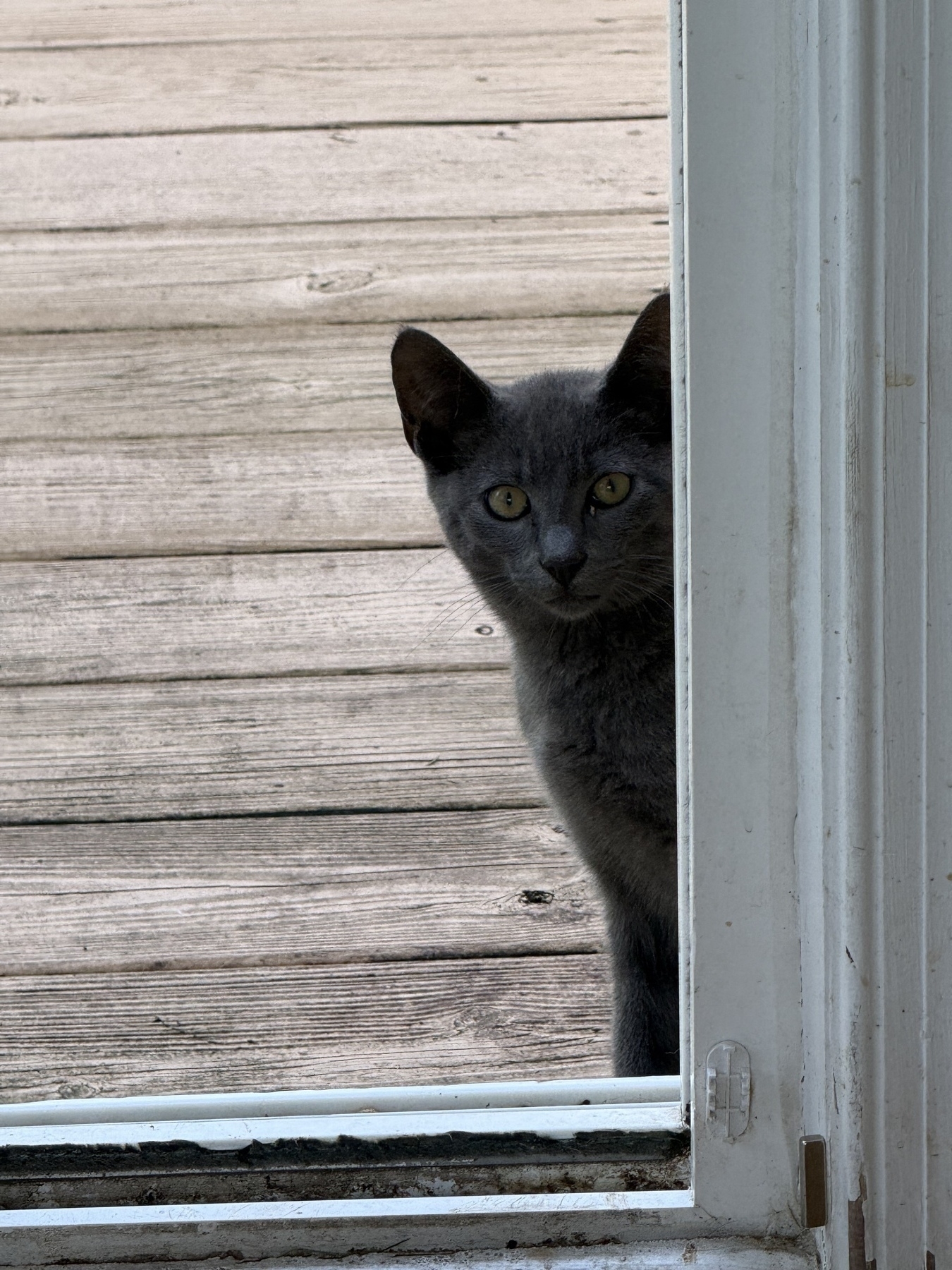 Feral cat looking into the house.