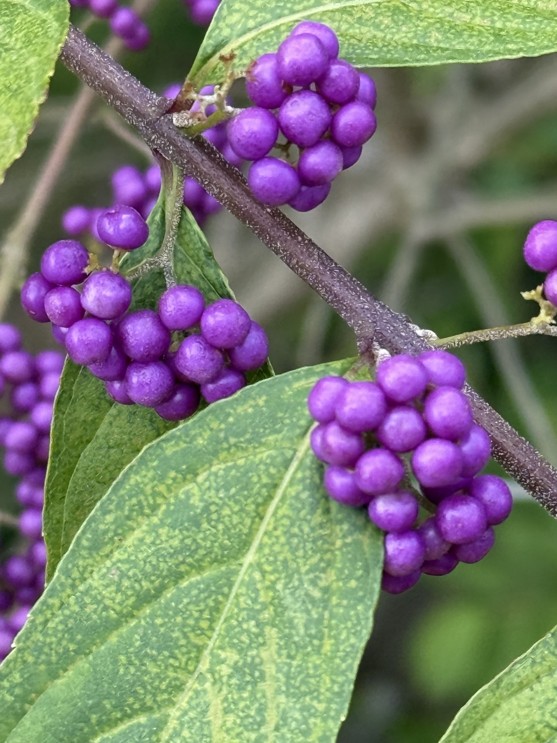 Bush and berries 