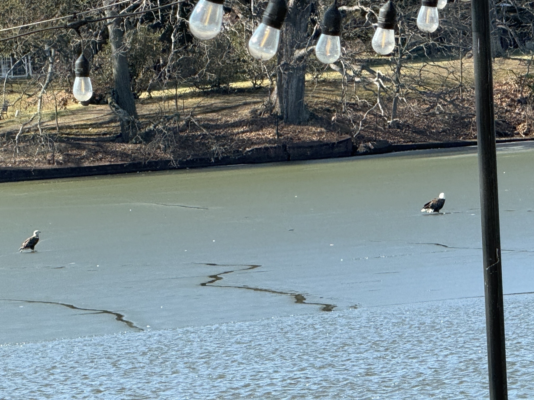 Two eagles on ice