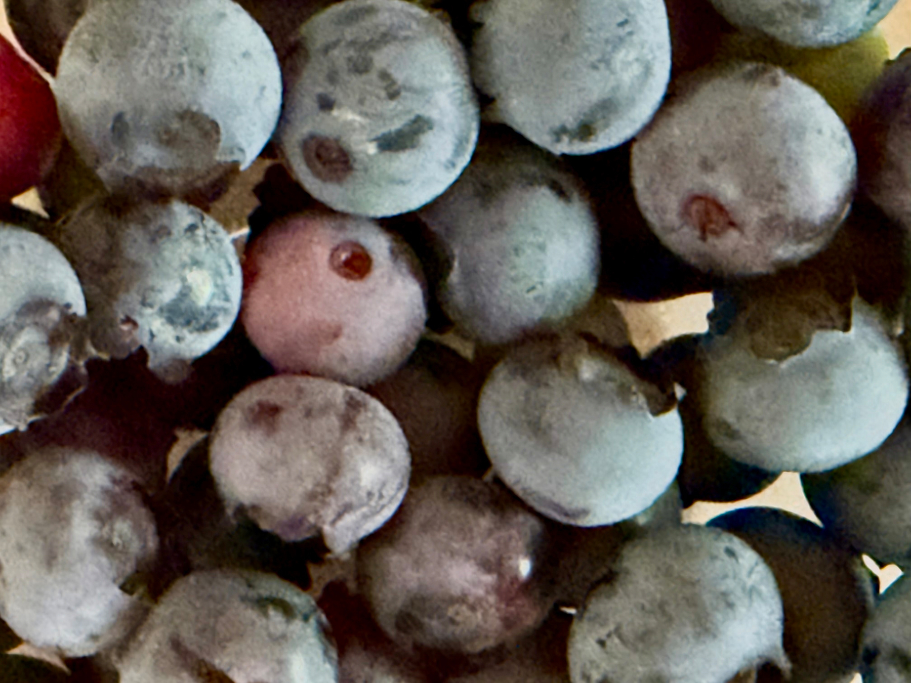 Blueberries