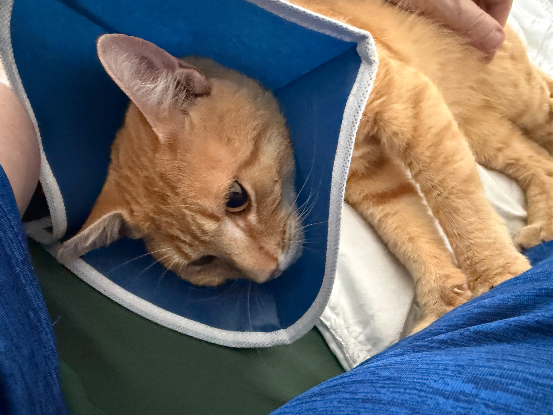 Tangerine with collar enjoying being inside. 