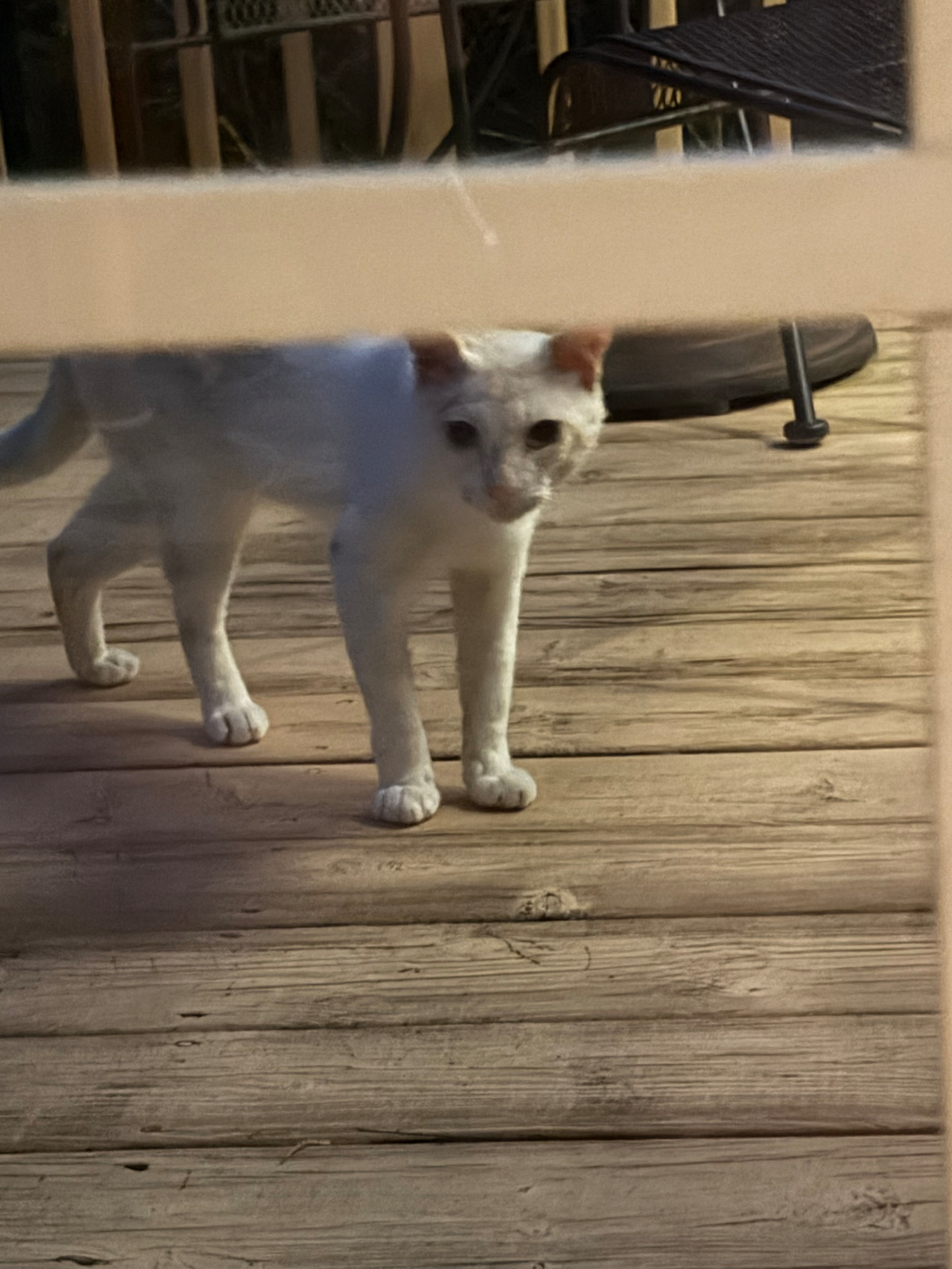 Cat on deck. 