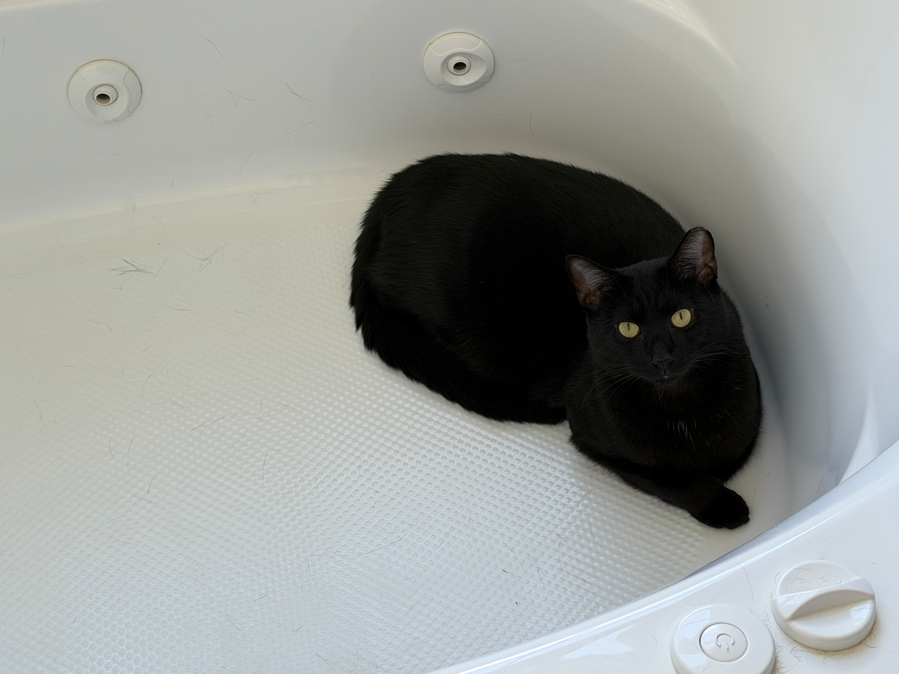 Cat in tub 