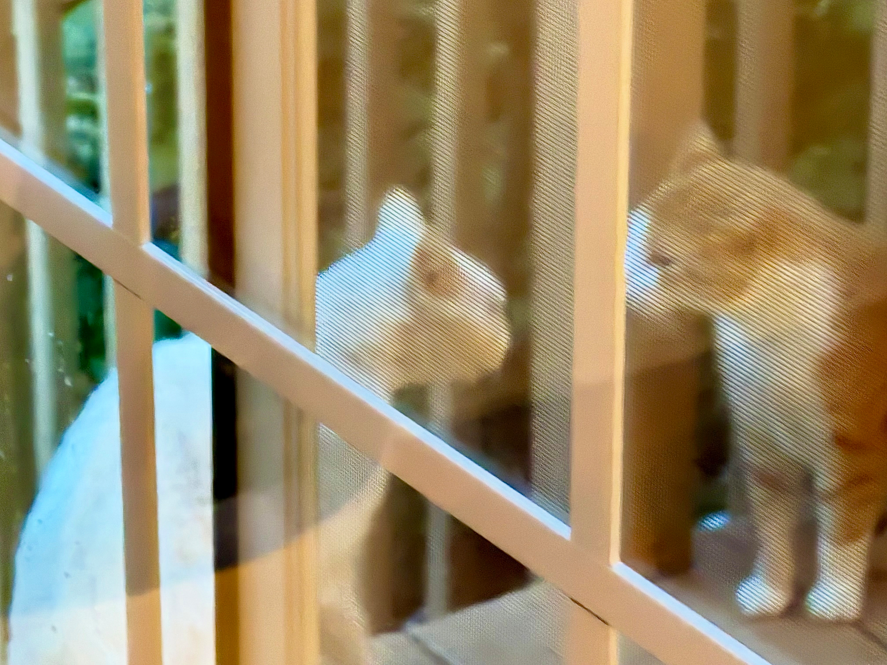 Feral cats on the deck. 