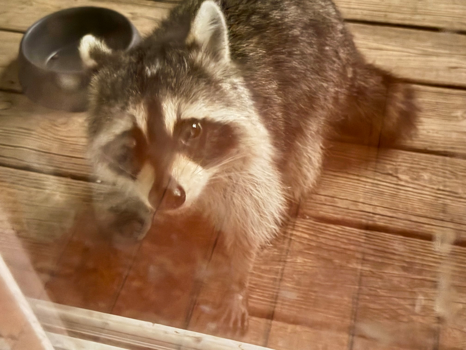Raccoon 