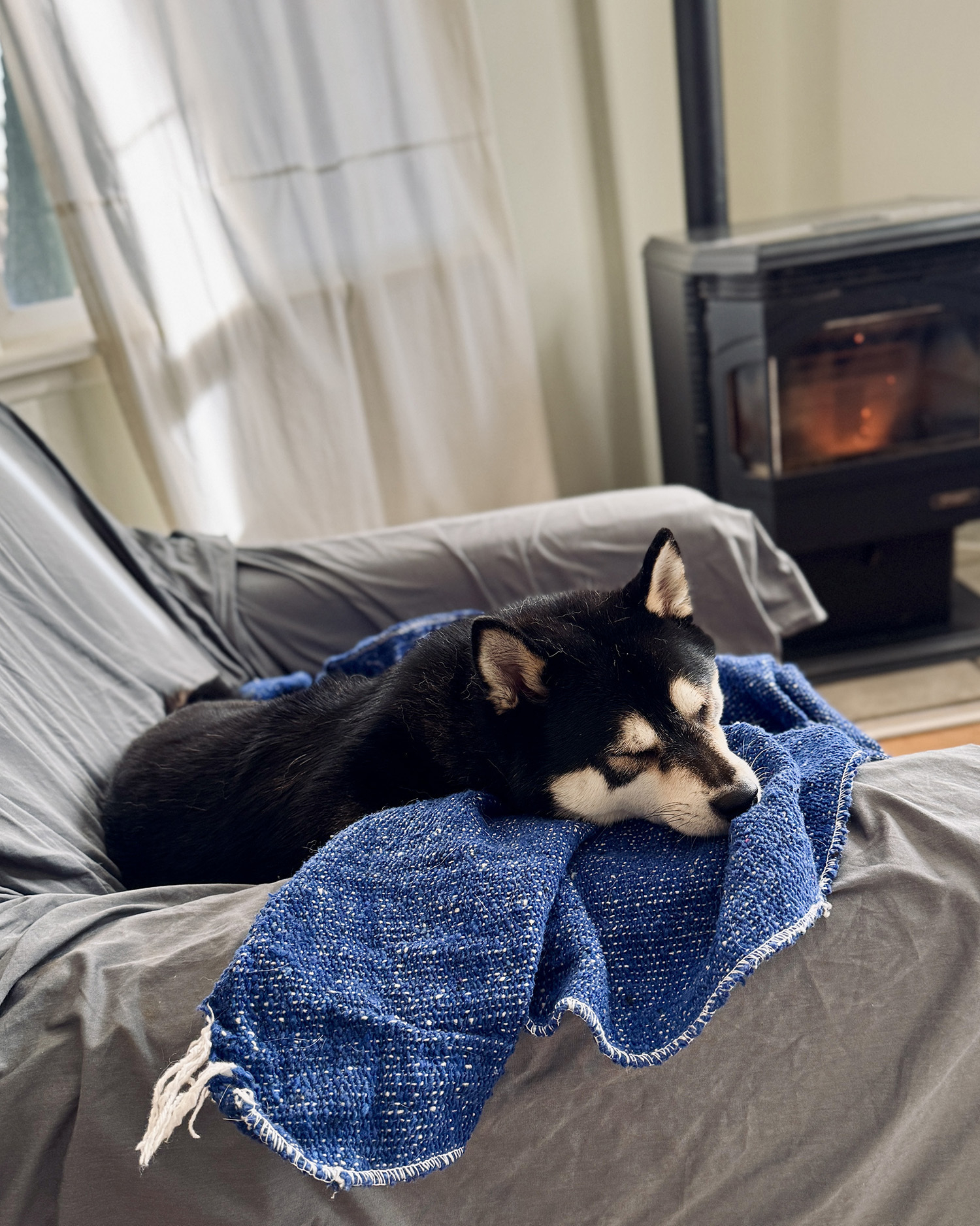 Shiba Inu dog asleep on a cloth covered couch in front of a pellet fireplace.