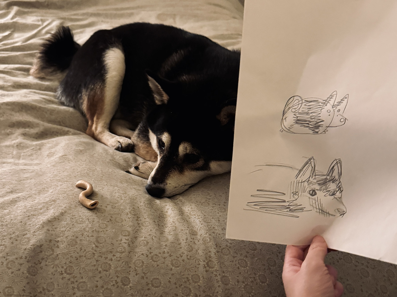 Shiba Inu lying down and looking away from a pencil doodle of himself.