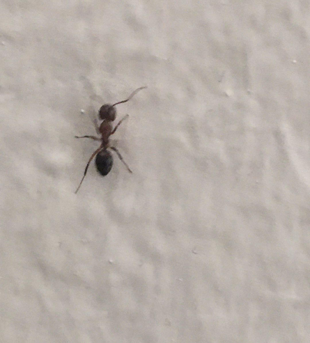 Ant climbing a wall. 
