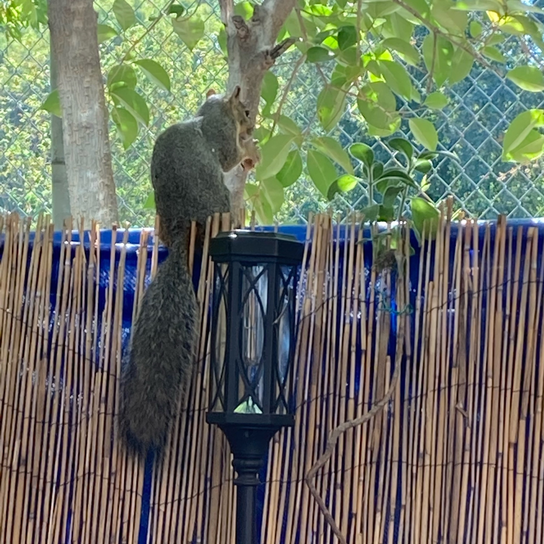 A squirrels eating a peanut. 