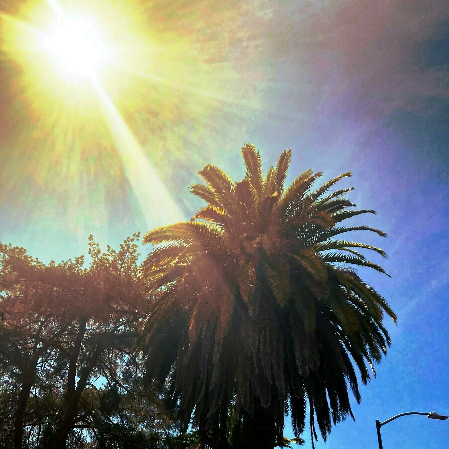 Palm tree witha solar flare. 