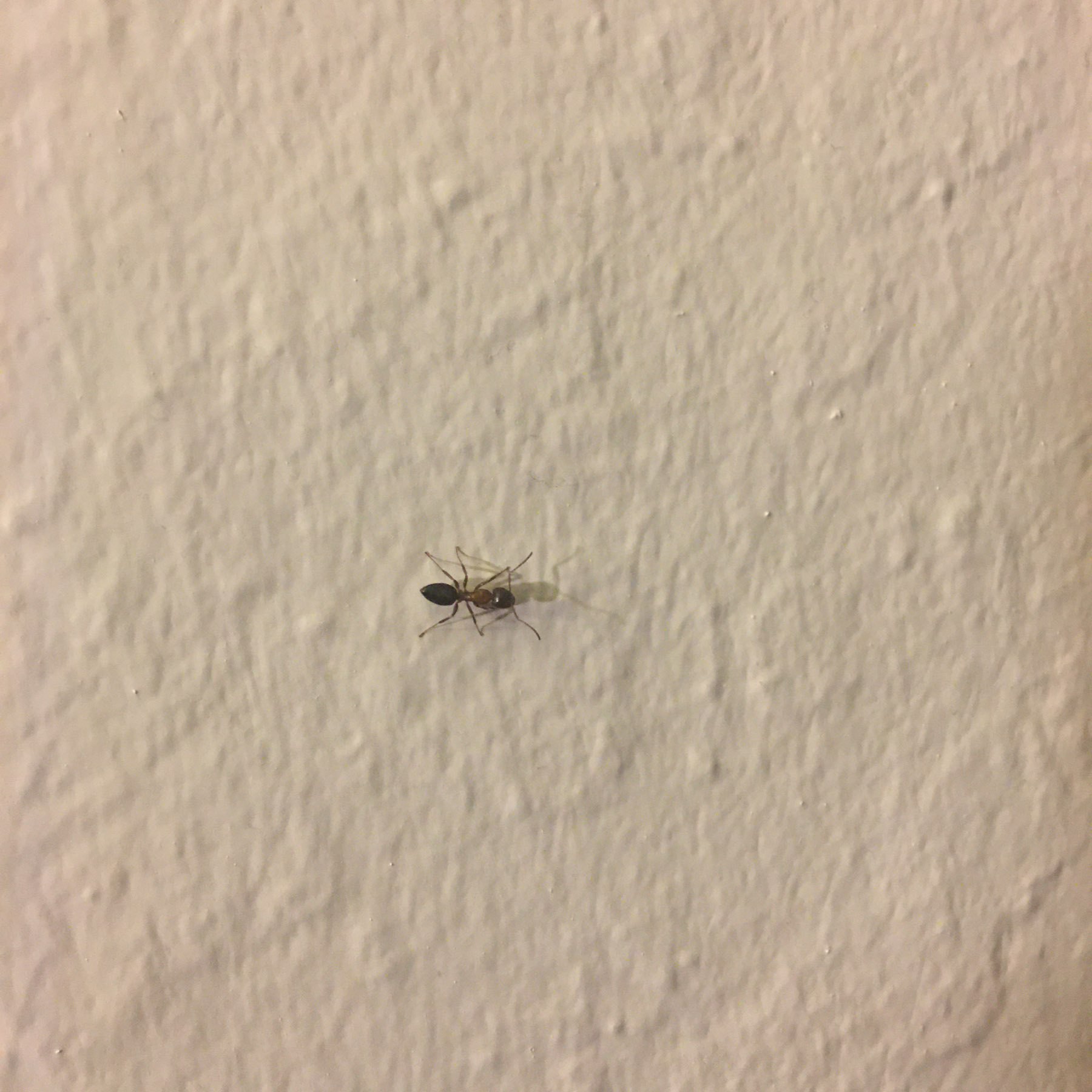 Ant crawling on a wall. 