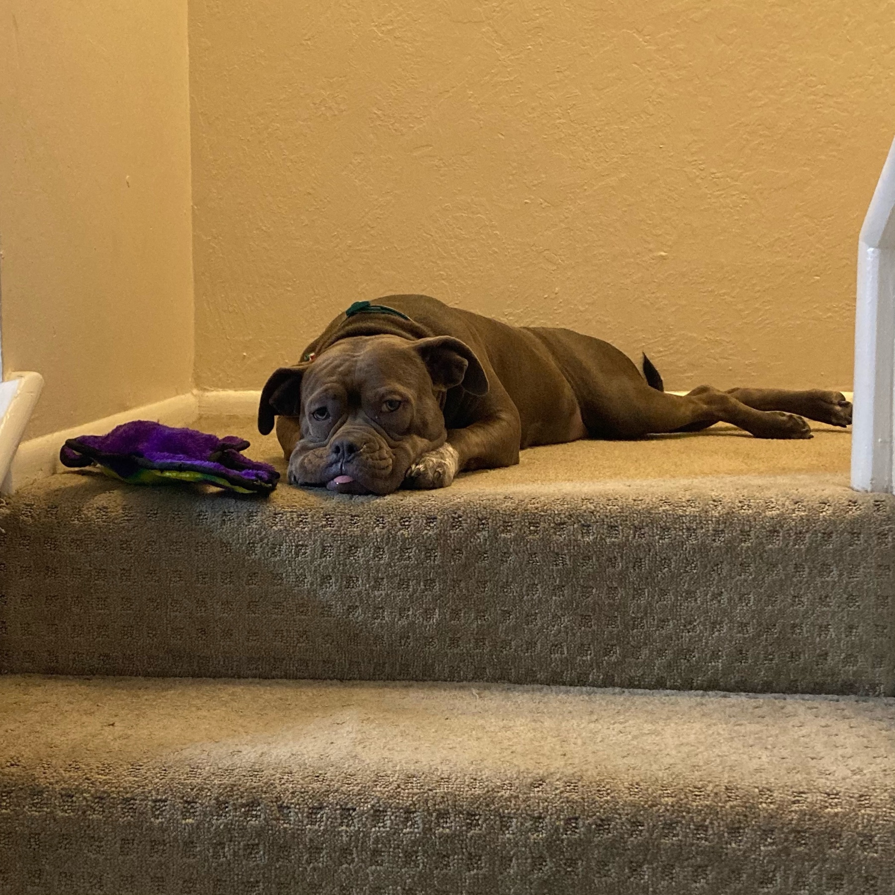 Dog on the stairs. 