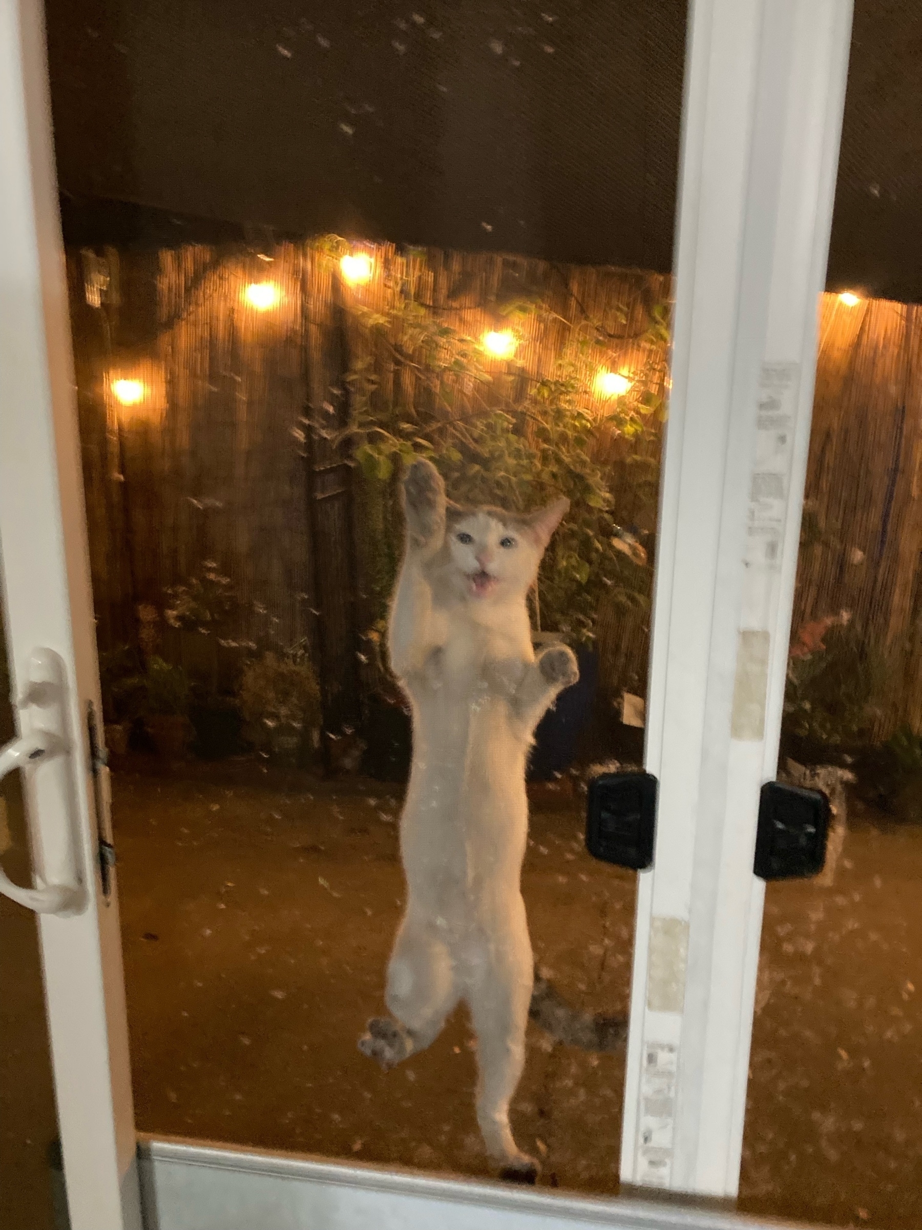 cat climing the screen door. 