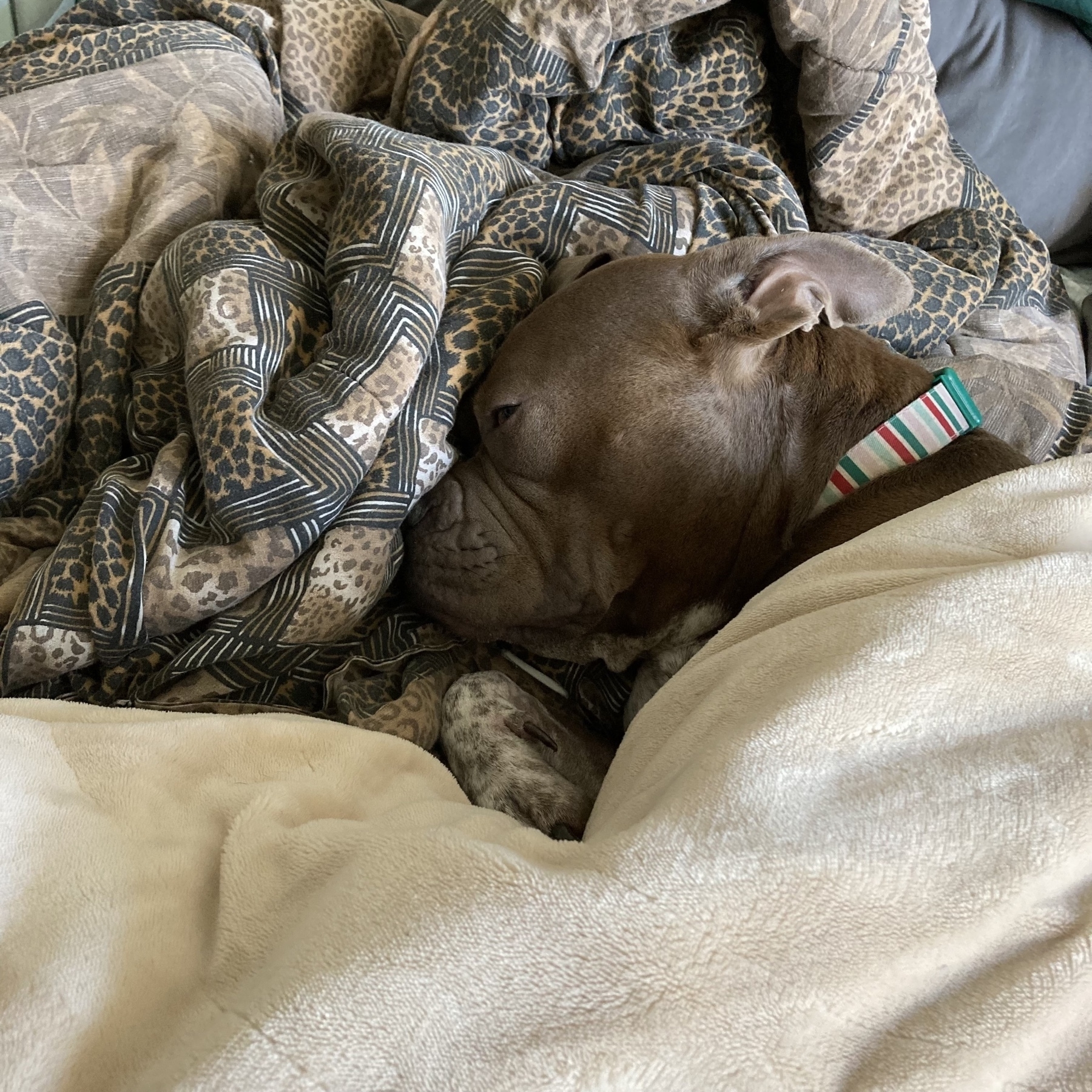 Dog in blankets. 