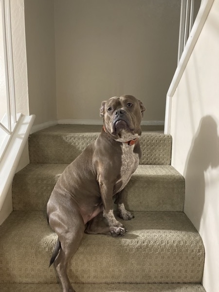Lilly the dog alone on the stairs