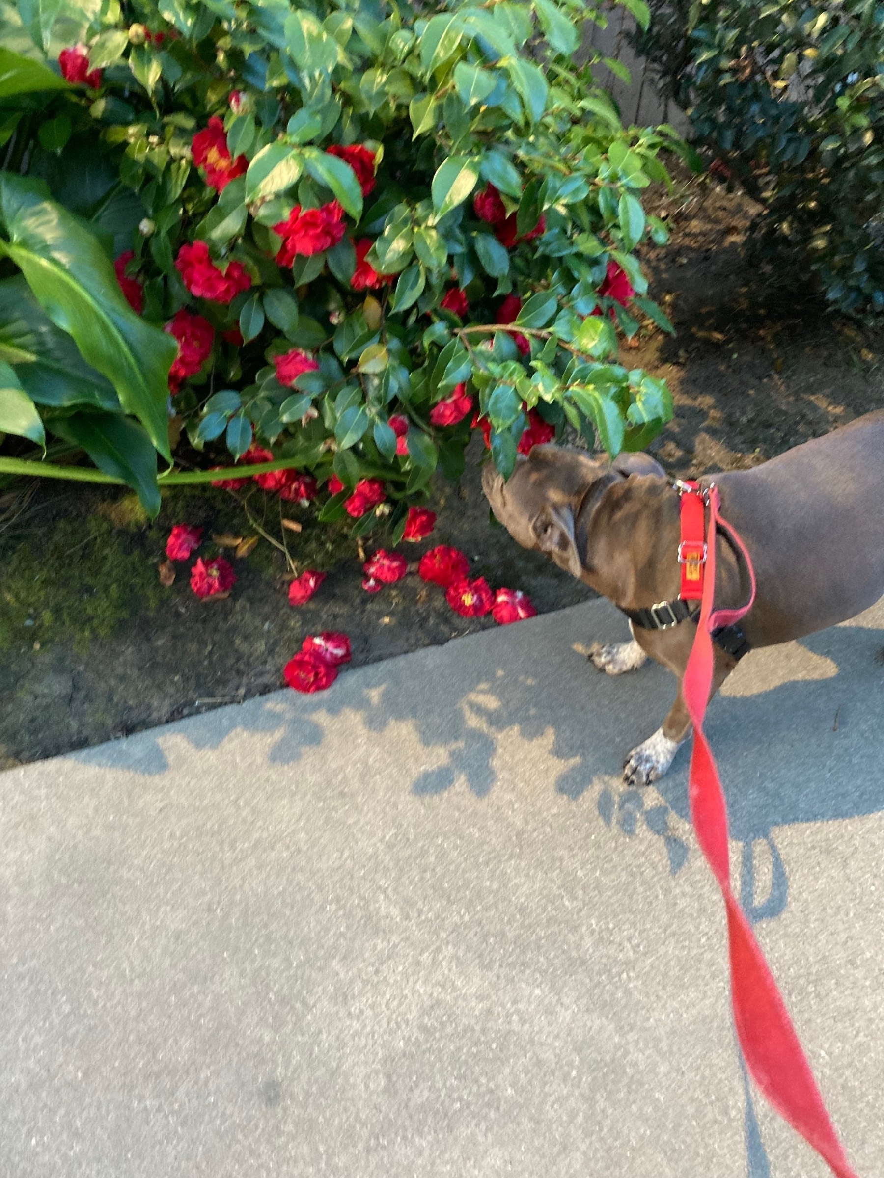 Dog smelling flowers 