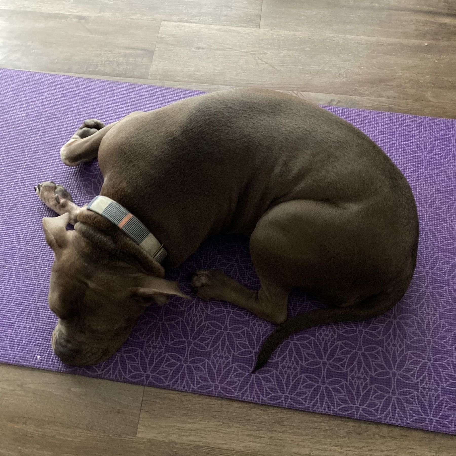 Lillie on Yoga mat. 