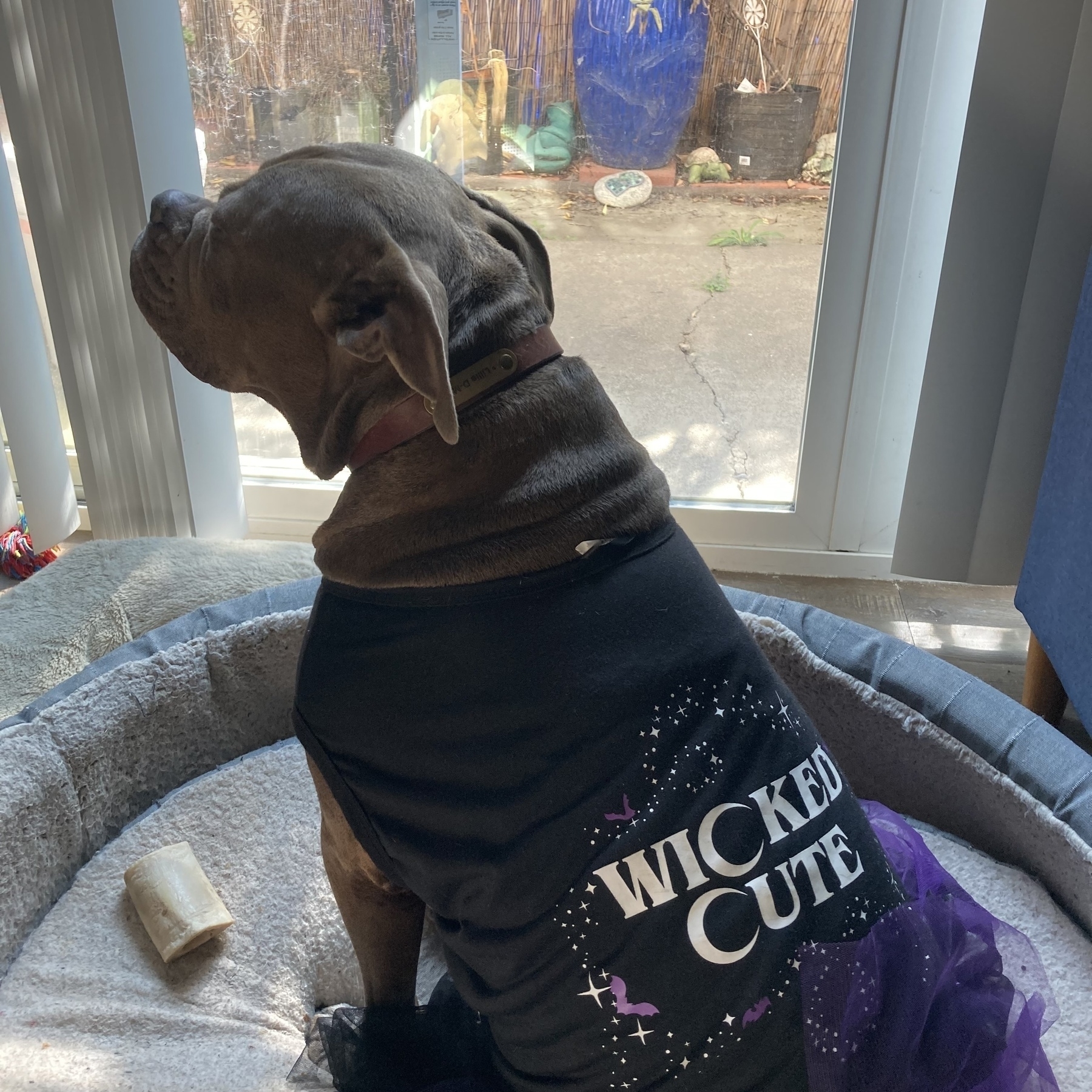 Dog in a Halloween inspired shirt that says Wicked Cute. 