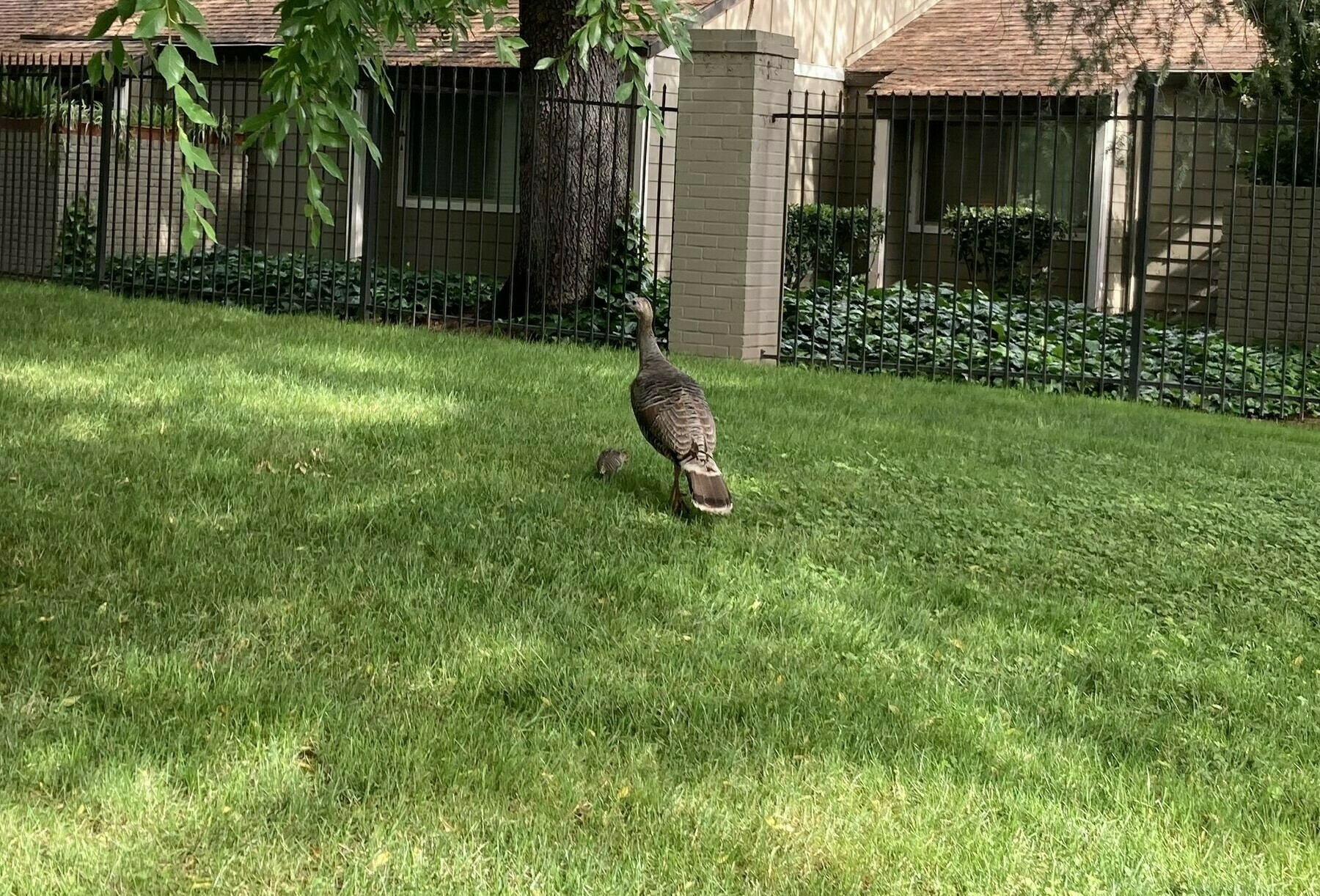 A turkey and it's chick walking on grass under a tree. 