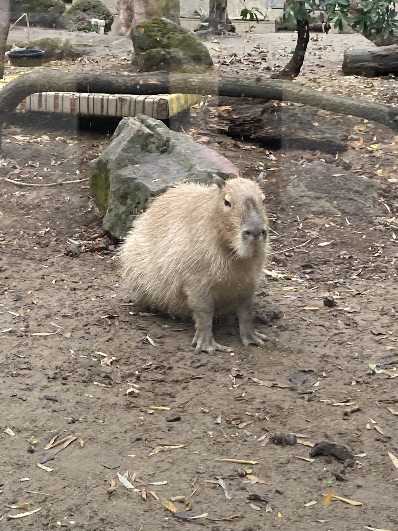 A capybara looking at me. 