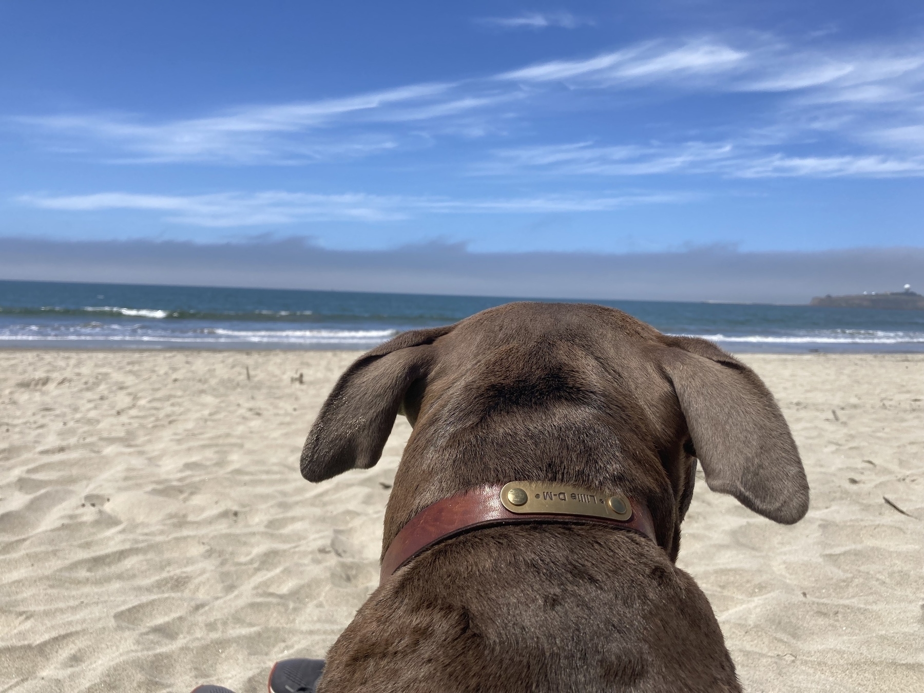 Lillie the dog looking at the ocean. 