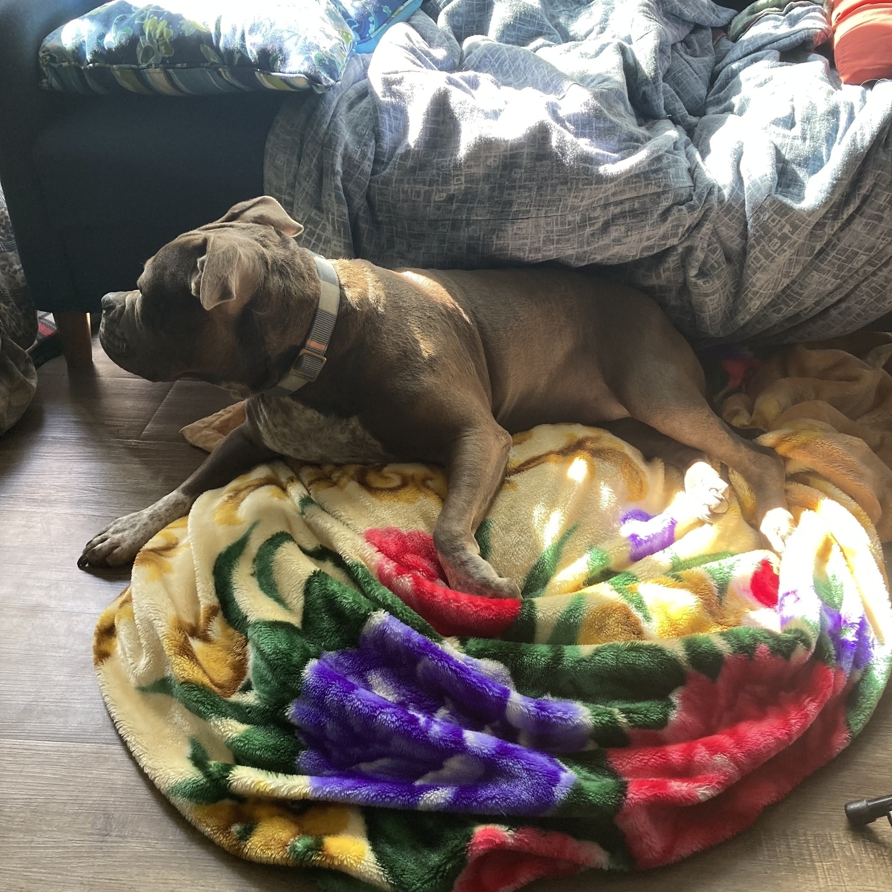 Dog on a multi-colored blanket 