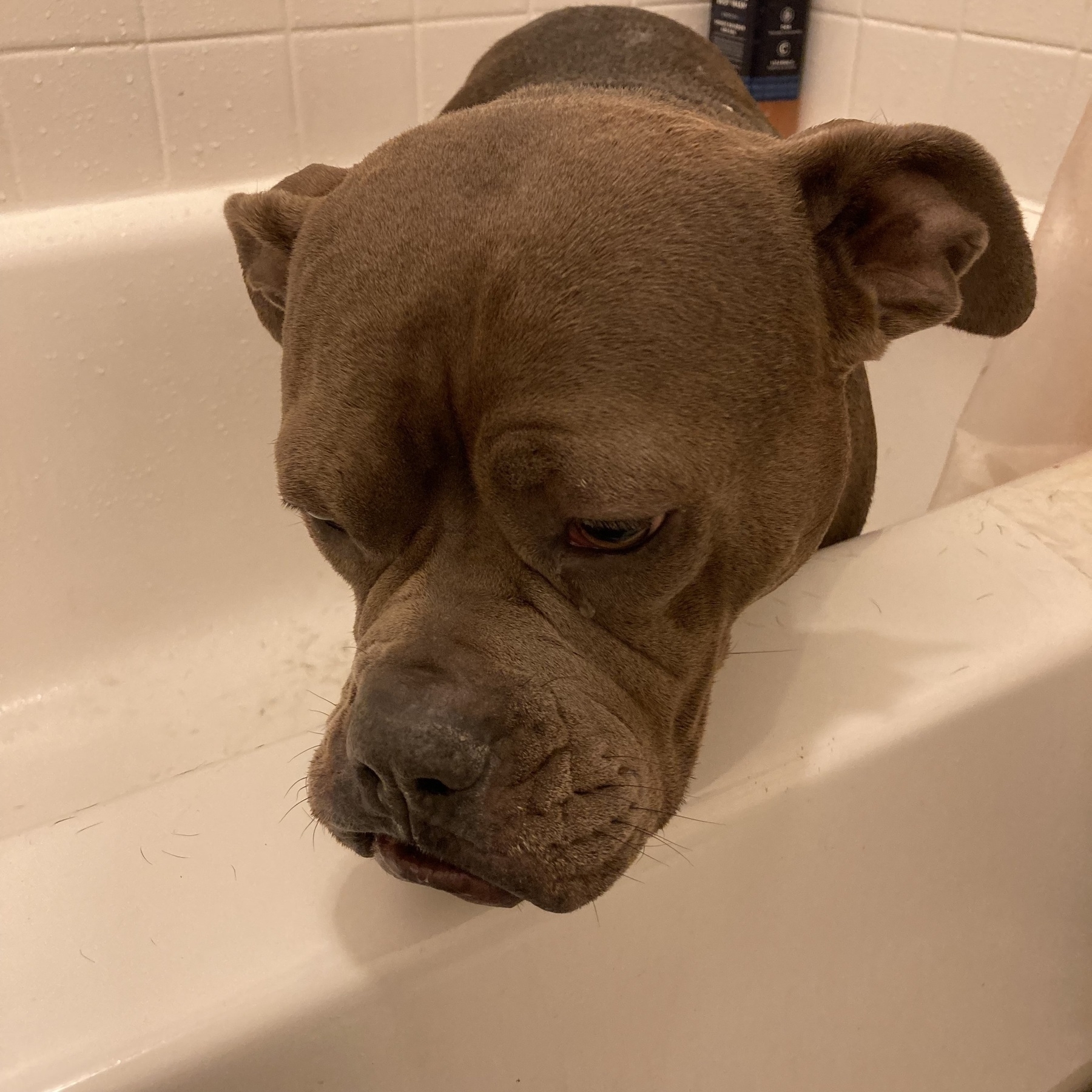 American pit bull looking sad in a bathtub. 