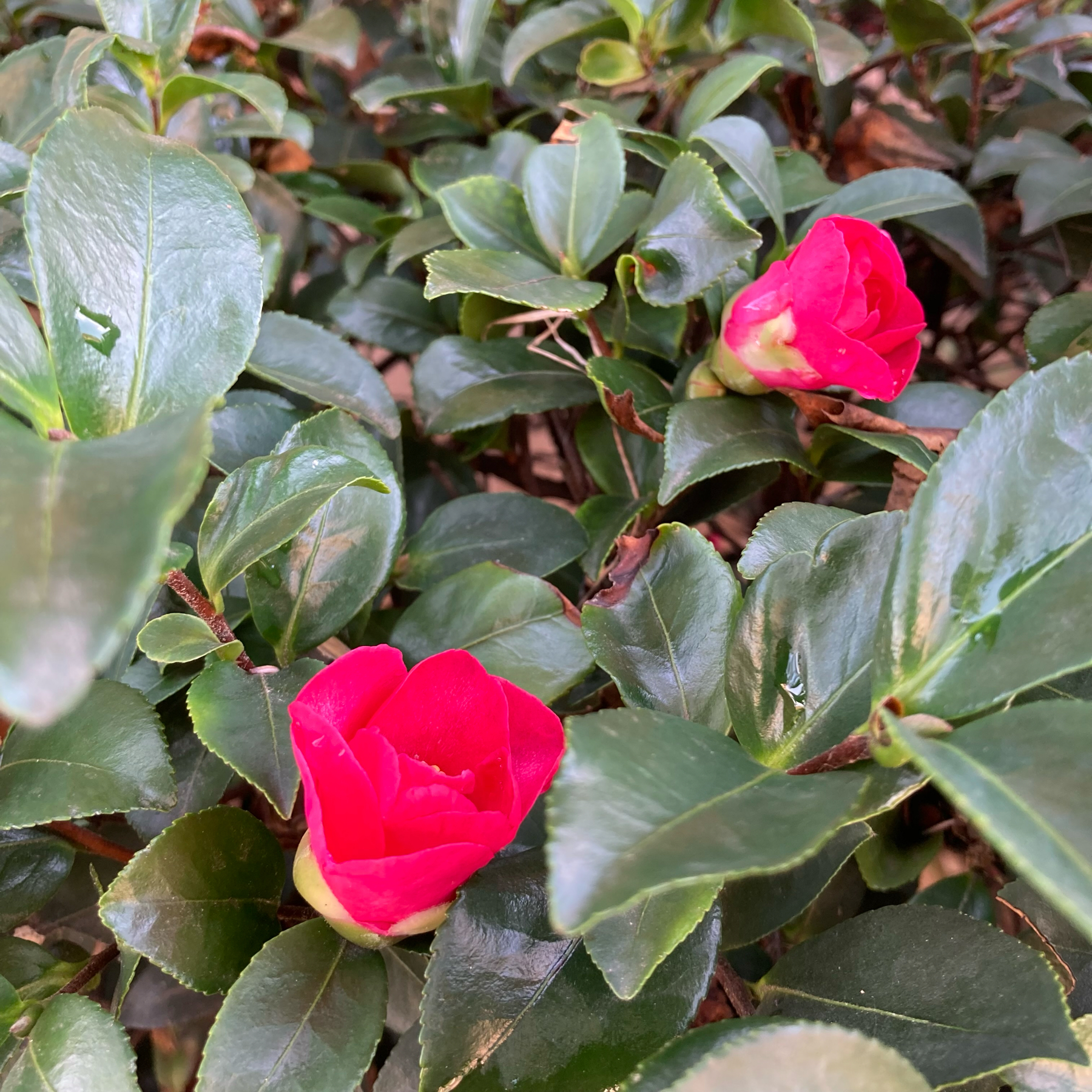 Two flowers on a bush.