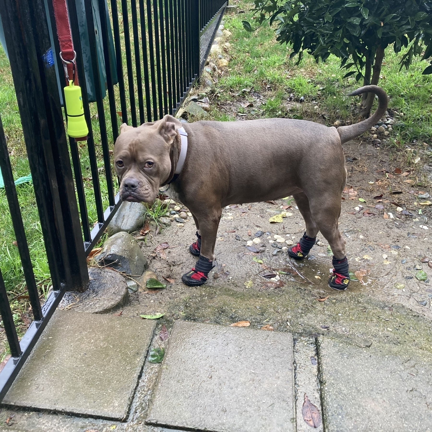 Dog wearing rain boots. 