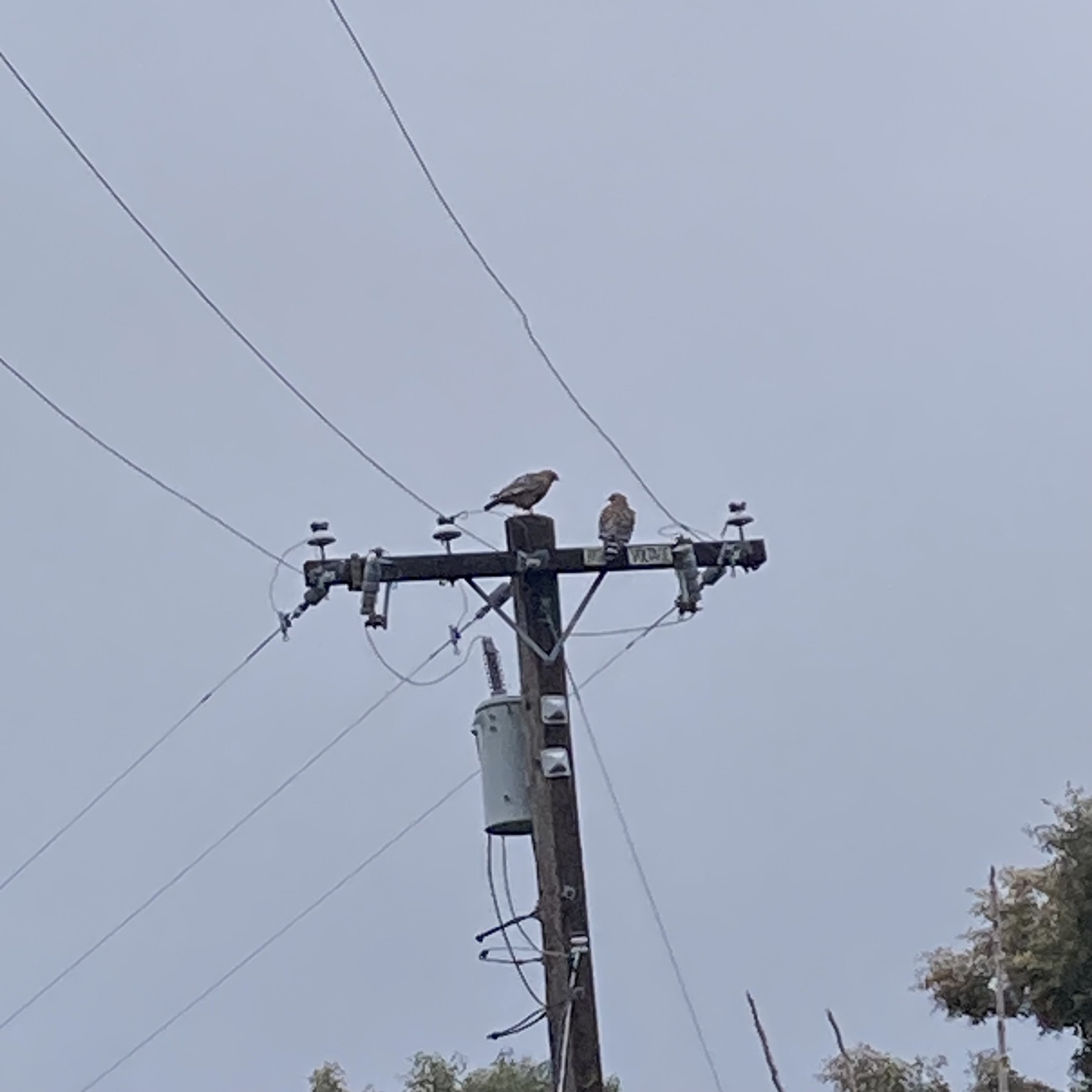 Hawks sitting on a telephone pole. 