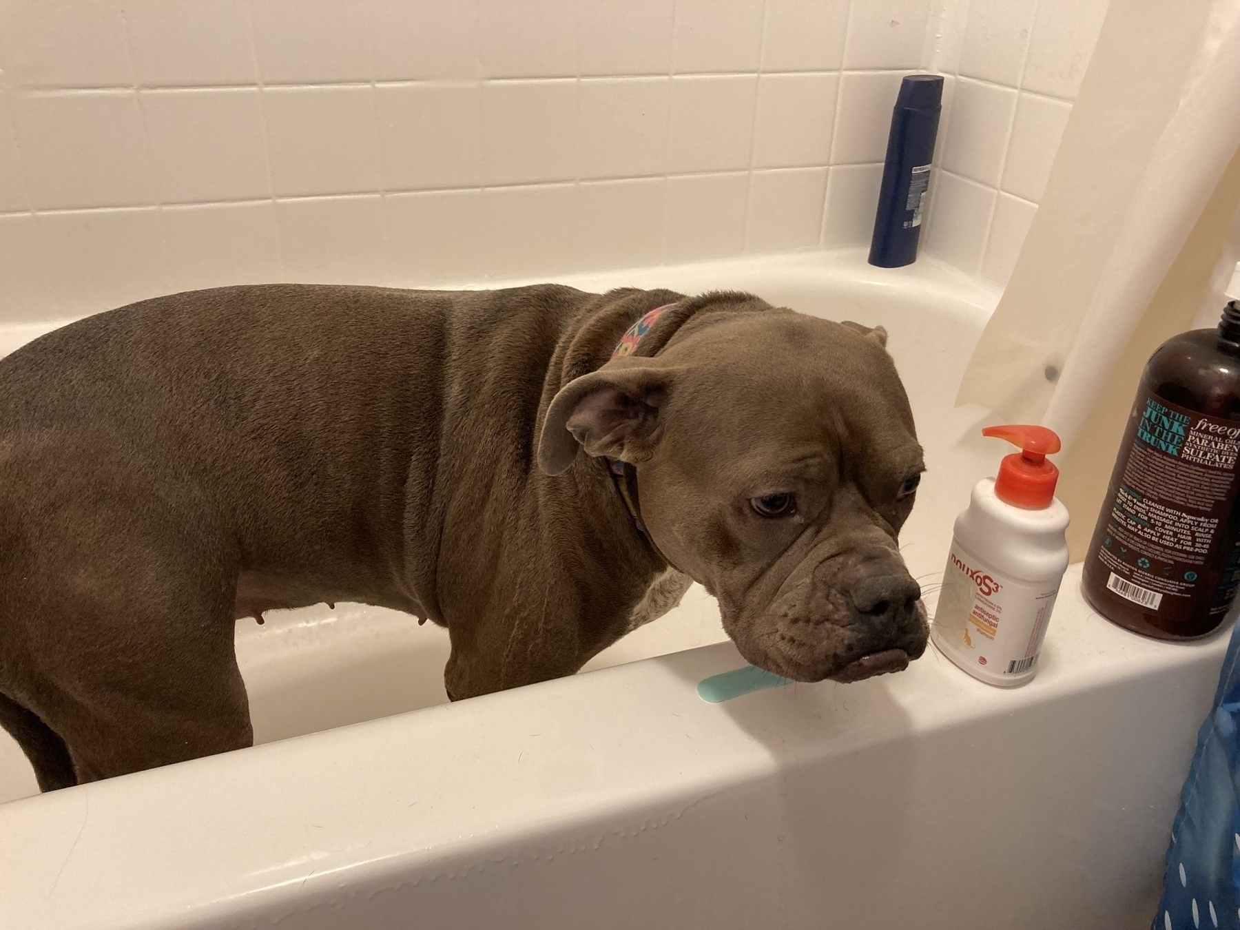 A very scared dog in the bathtub. 