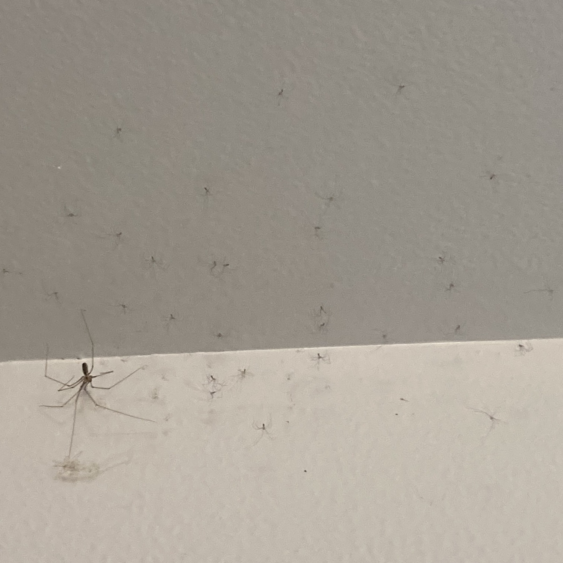 Big spider with lots of babies. 