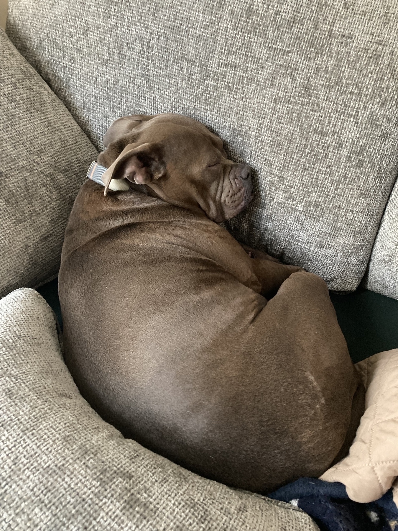 A dog is curled up and sleeping peacefully on a couch.