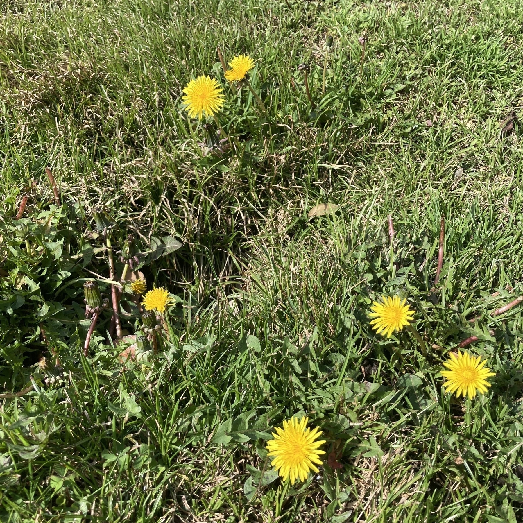 Dandelions on grass. 