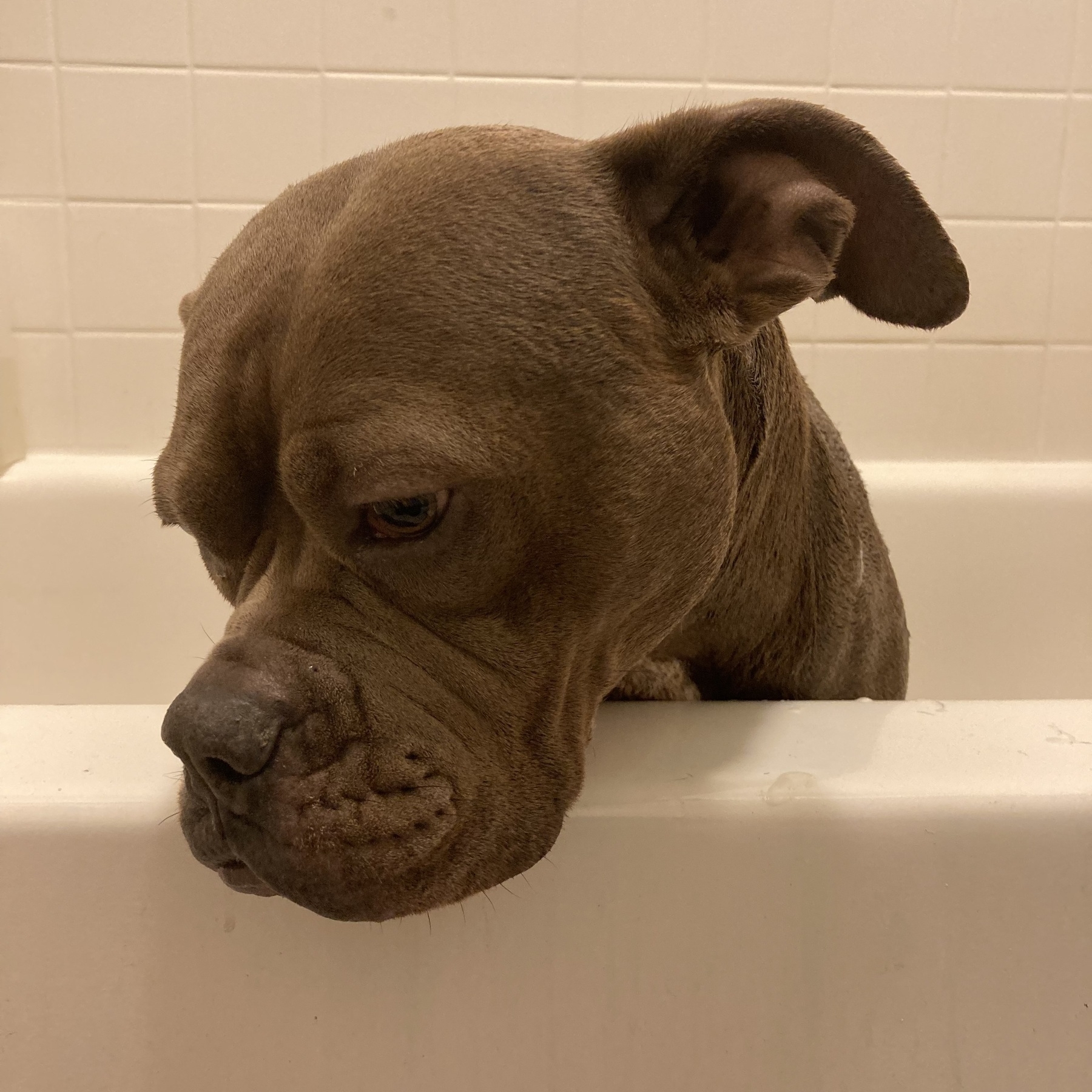 Dog looking sad in the bathtub. 